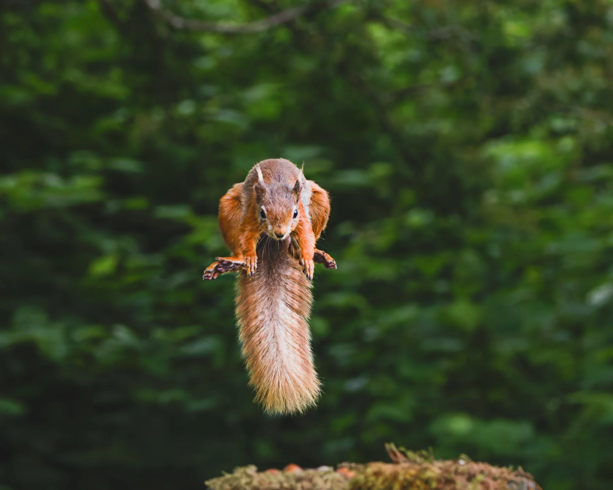 A squirrel holding a piece of food on a branch with a blurred green leafy background.
