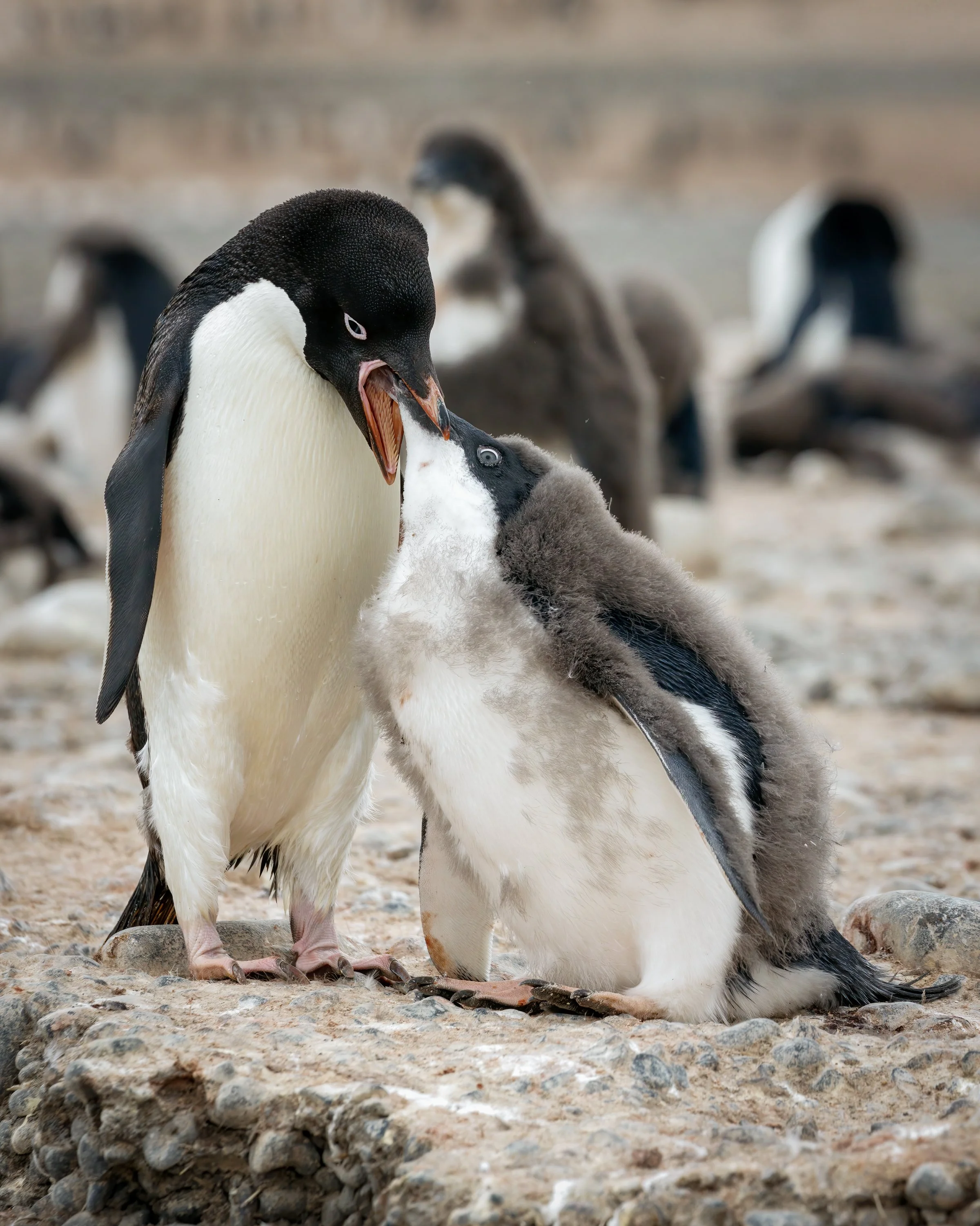 74_030202023_Cape Adare Penguin Colony_189-Edit-Edit.jpg