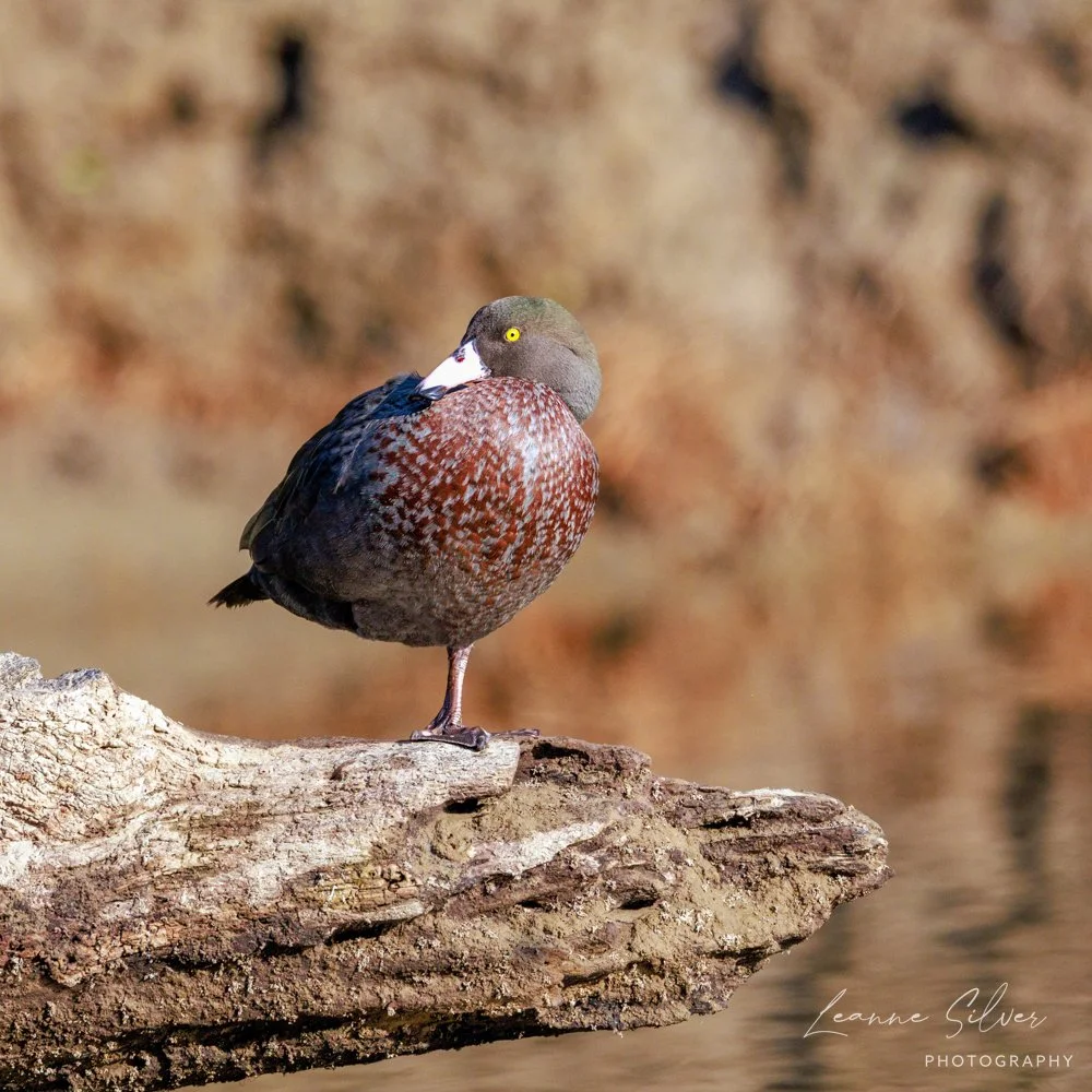 21092023_Blue Duck Station Day 1_220-Edit.jpg