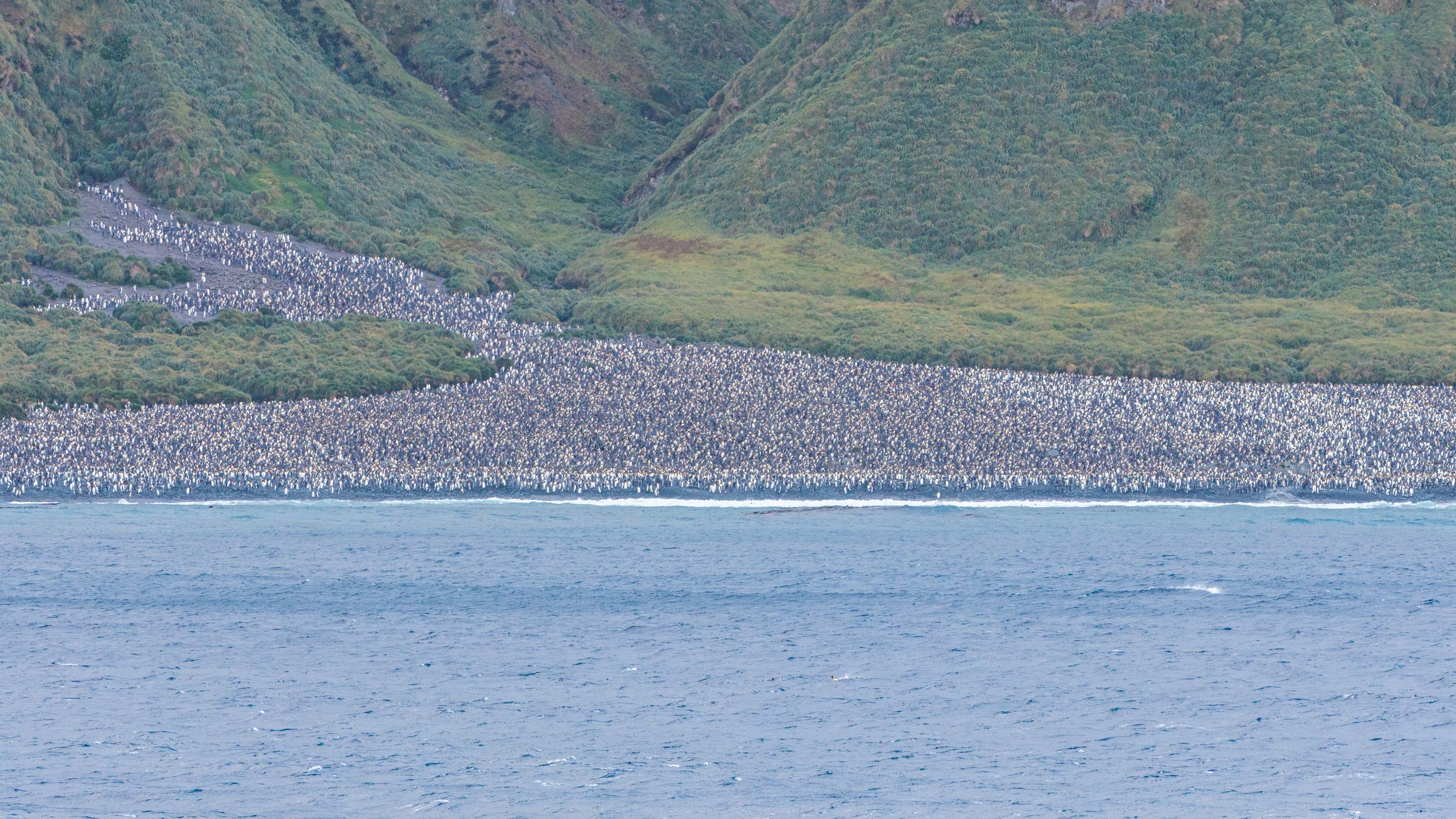 76.1_08022023_Macquarie King Penguins_335.jpg