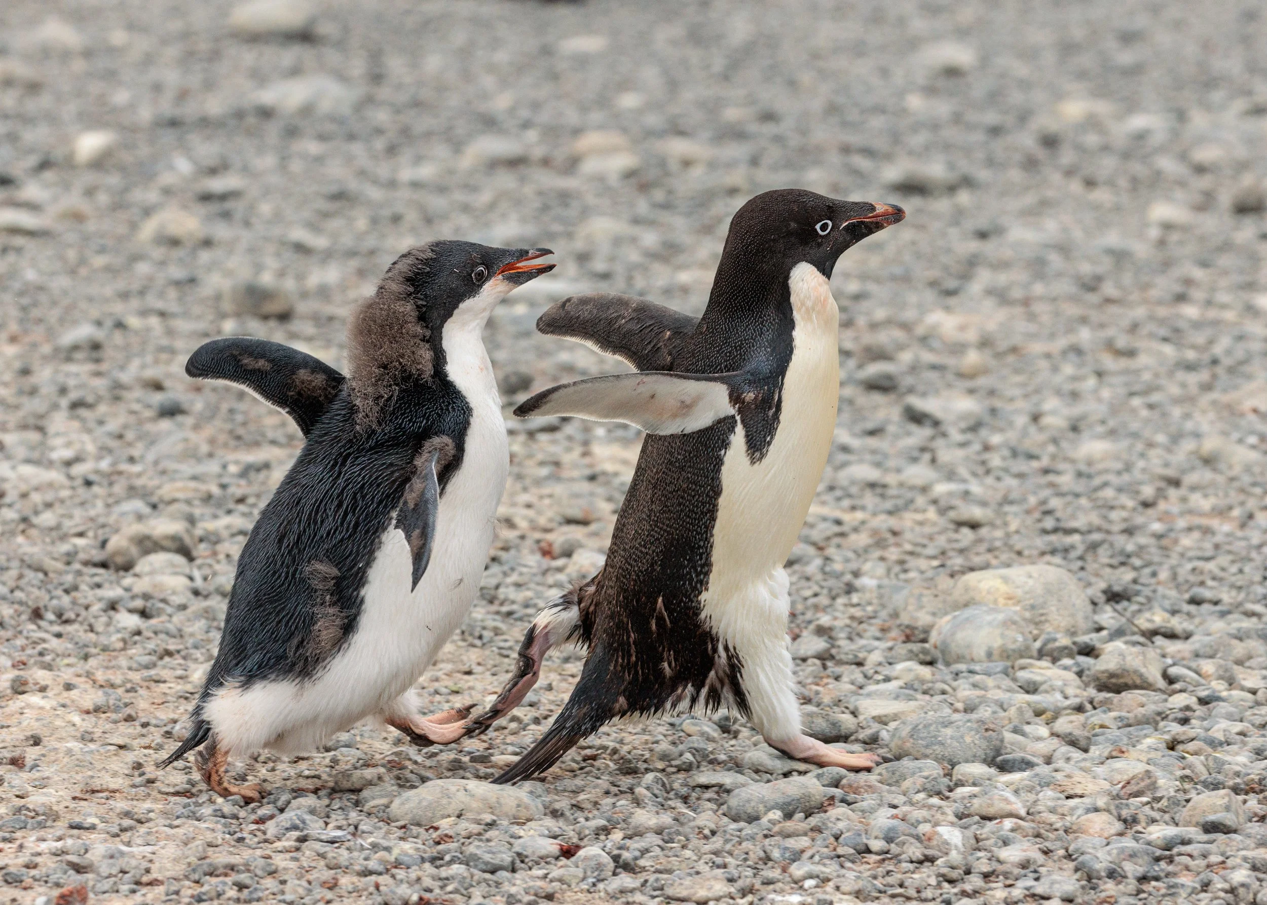 73_030202023_Cape Adare Penguin Colony_176-Edit_DFP_2.jpg