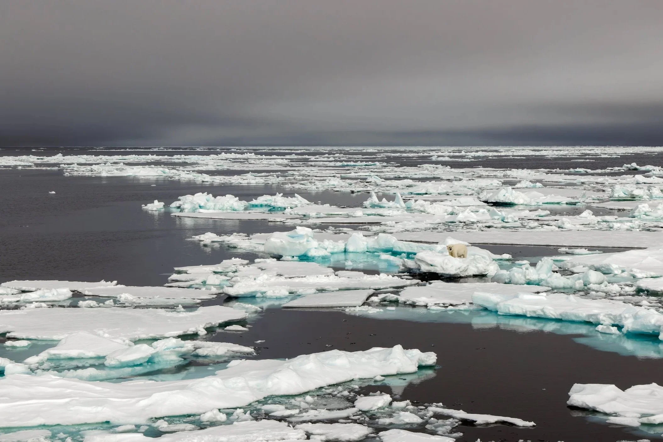 The Arctic