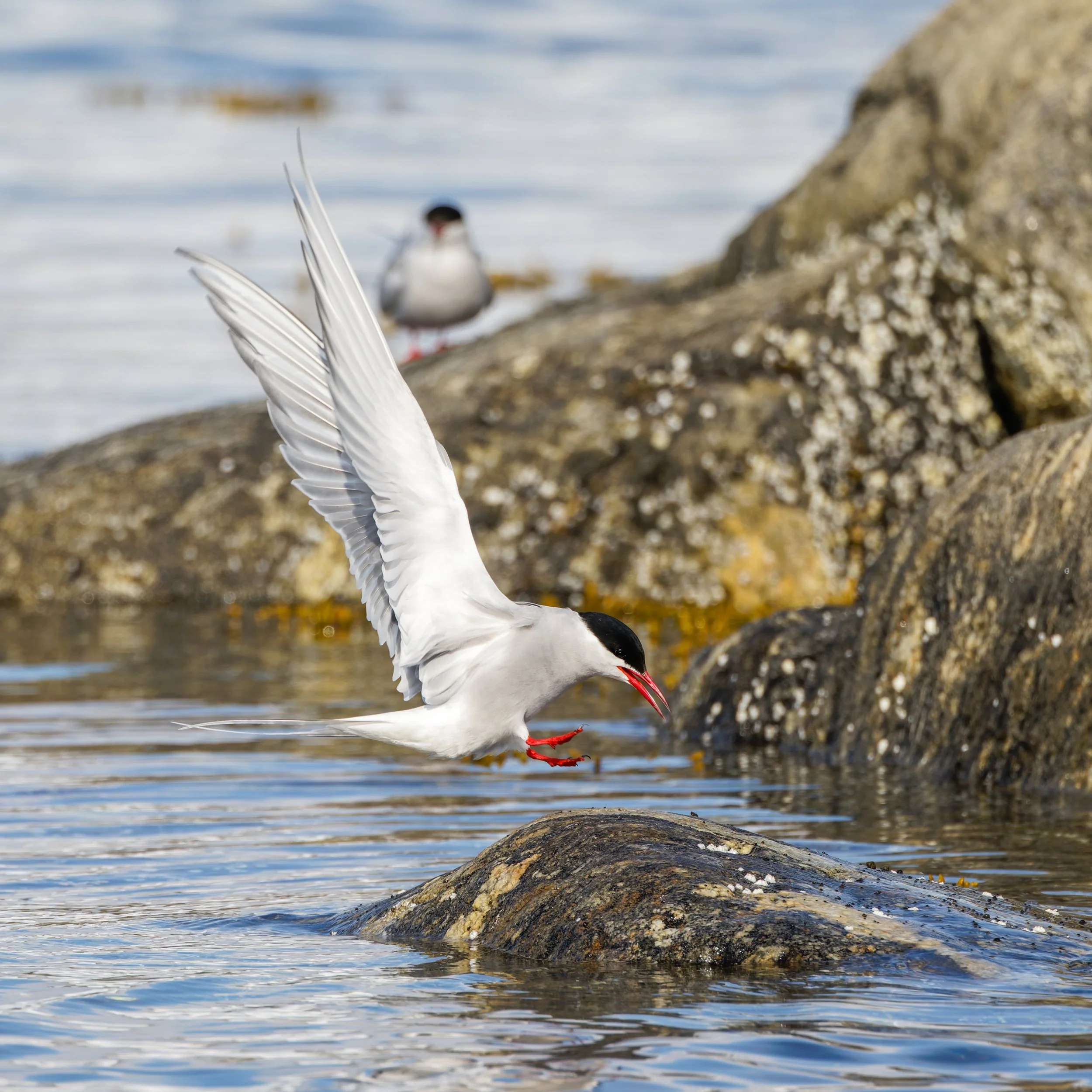 A seagull standing on a rock near water, with another seagull flapping its wings in the foreground.