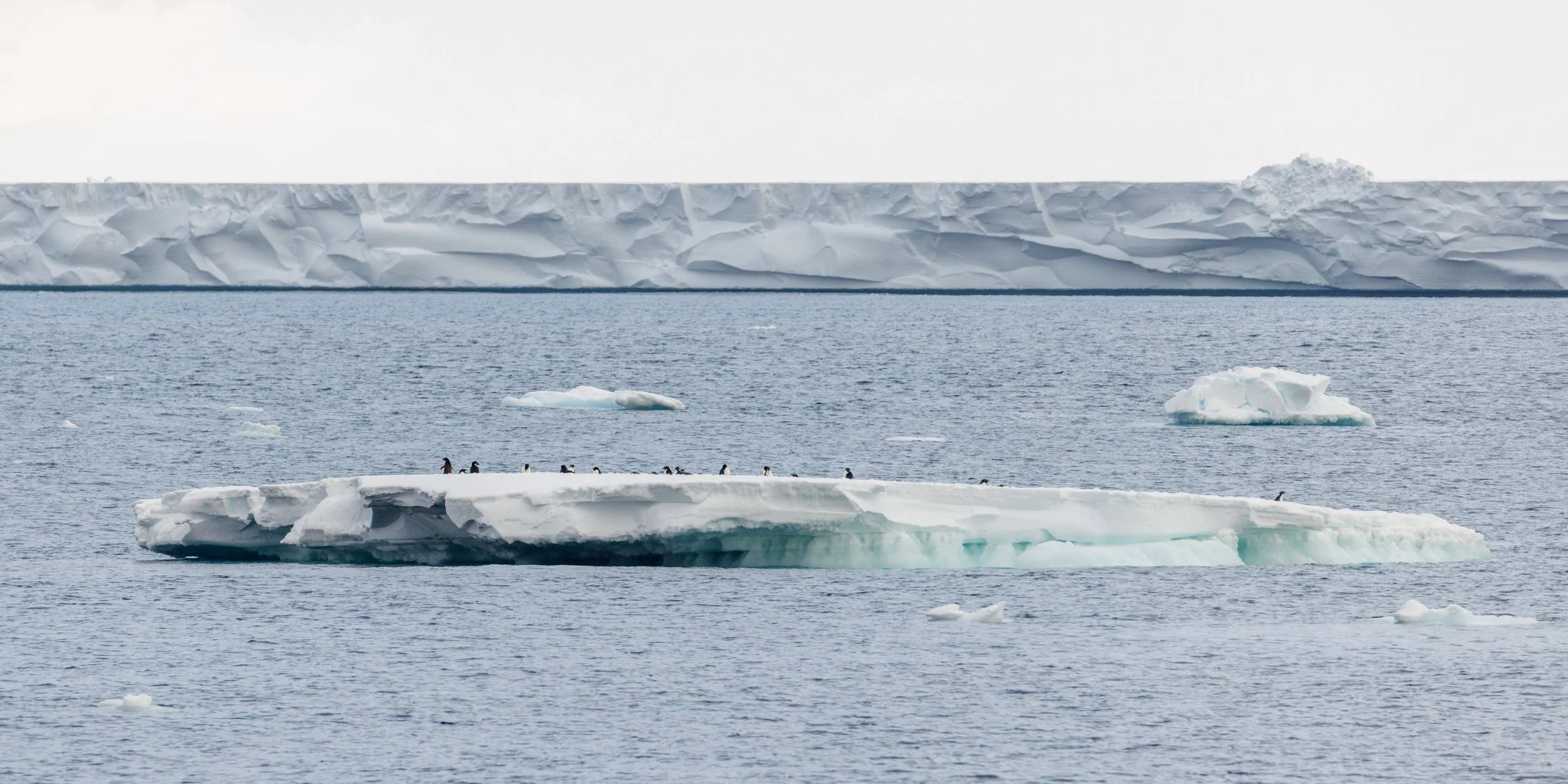 26_01022023_Adelie Penguins_1.jpg