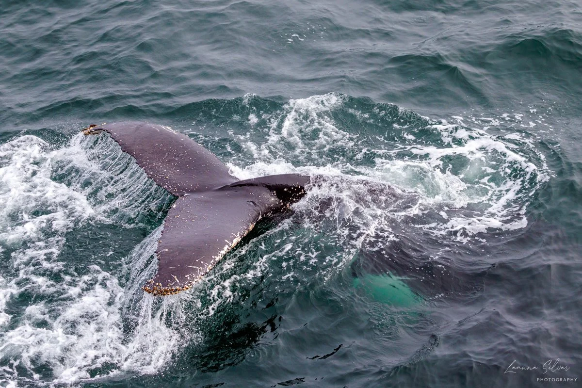 57_0602023_Humpbacks_197-Edit-2.jpg