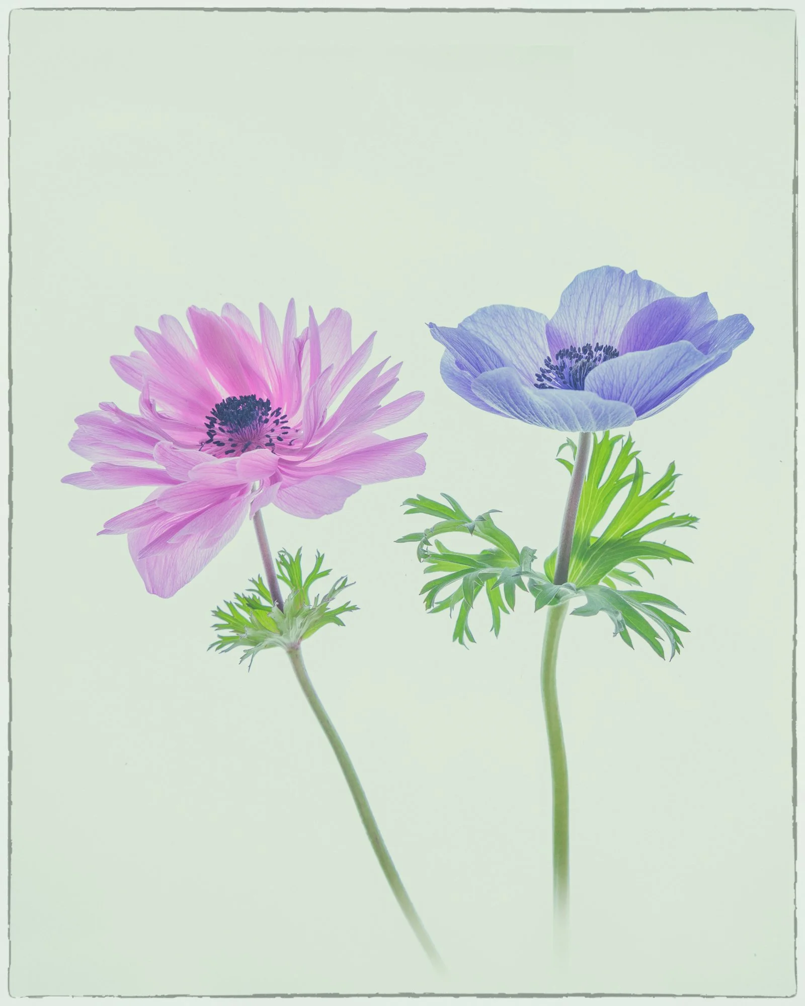 Two anemone flowers, one pink and one purple, with green leaves against a plain light background.