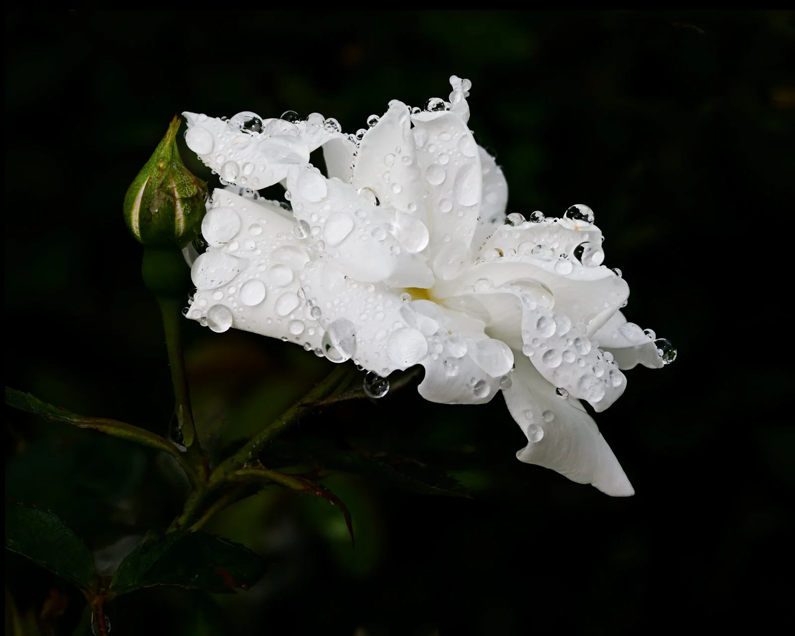 Close-up of a white flower, likely a gardenia, covered in water droplets with a dark background.