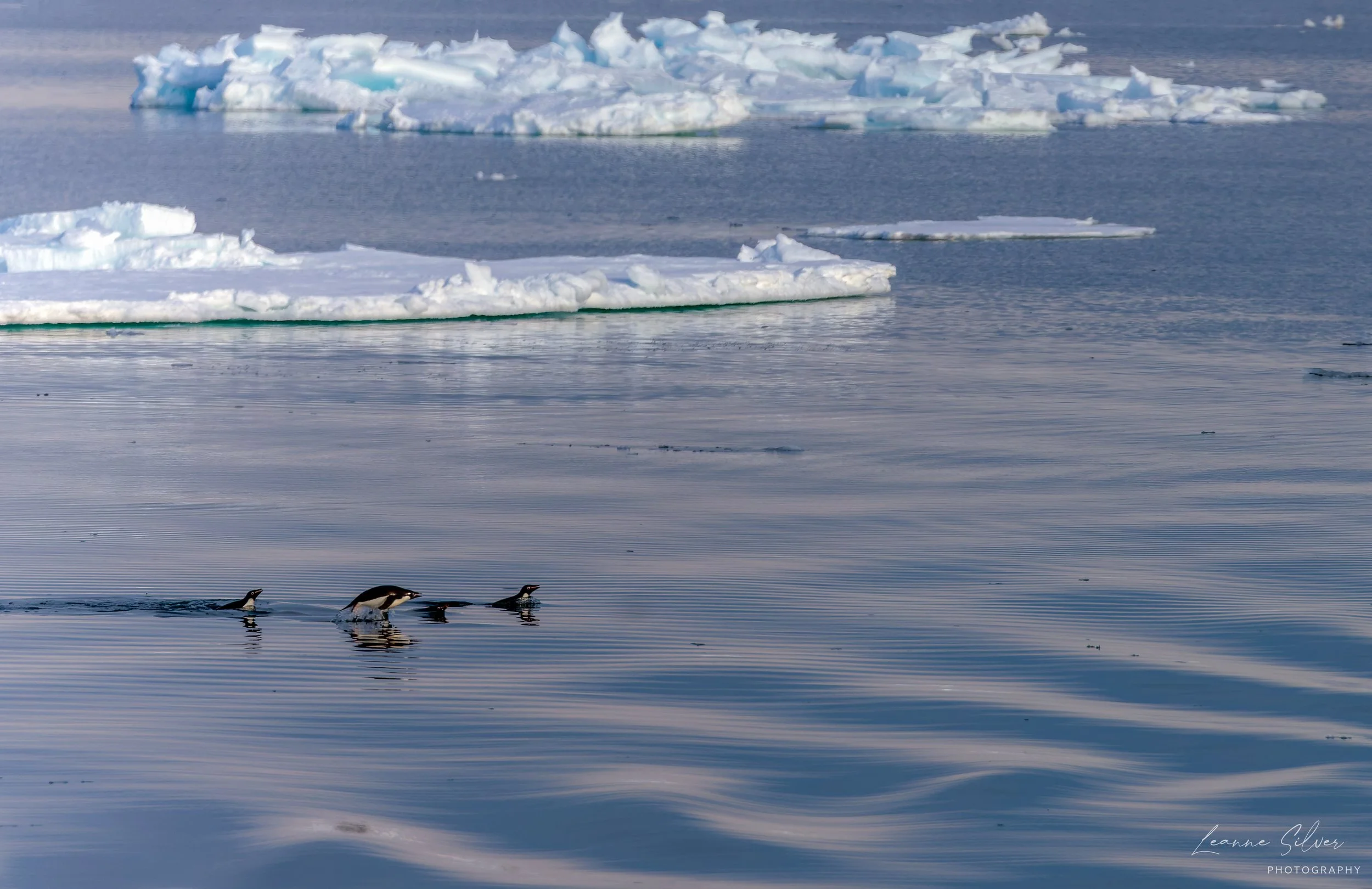 22_31012023_Antarctica Day 9_Ship_123-CR3_DxO_DeepPRIME-Edit.jpg