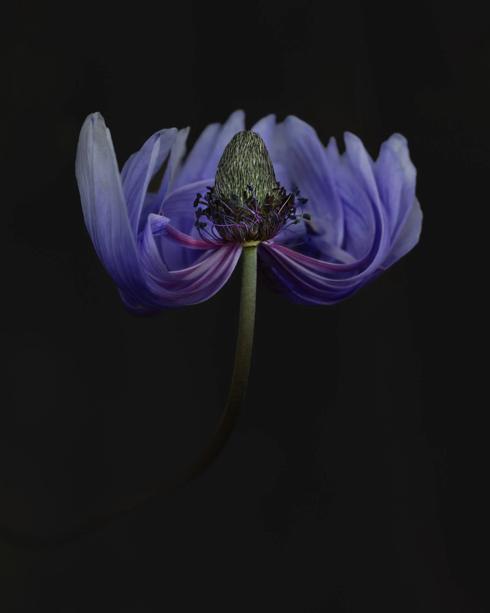Close-up of a purple flower with a dark background, showing the central cone and petals.
