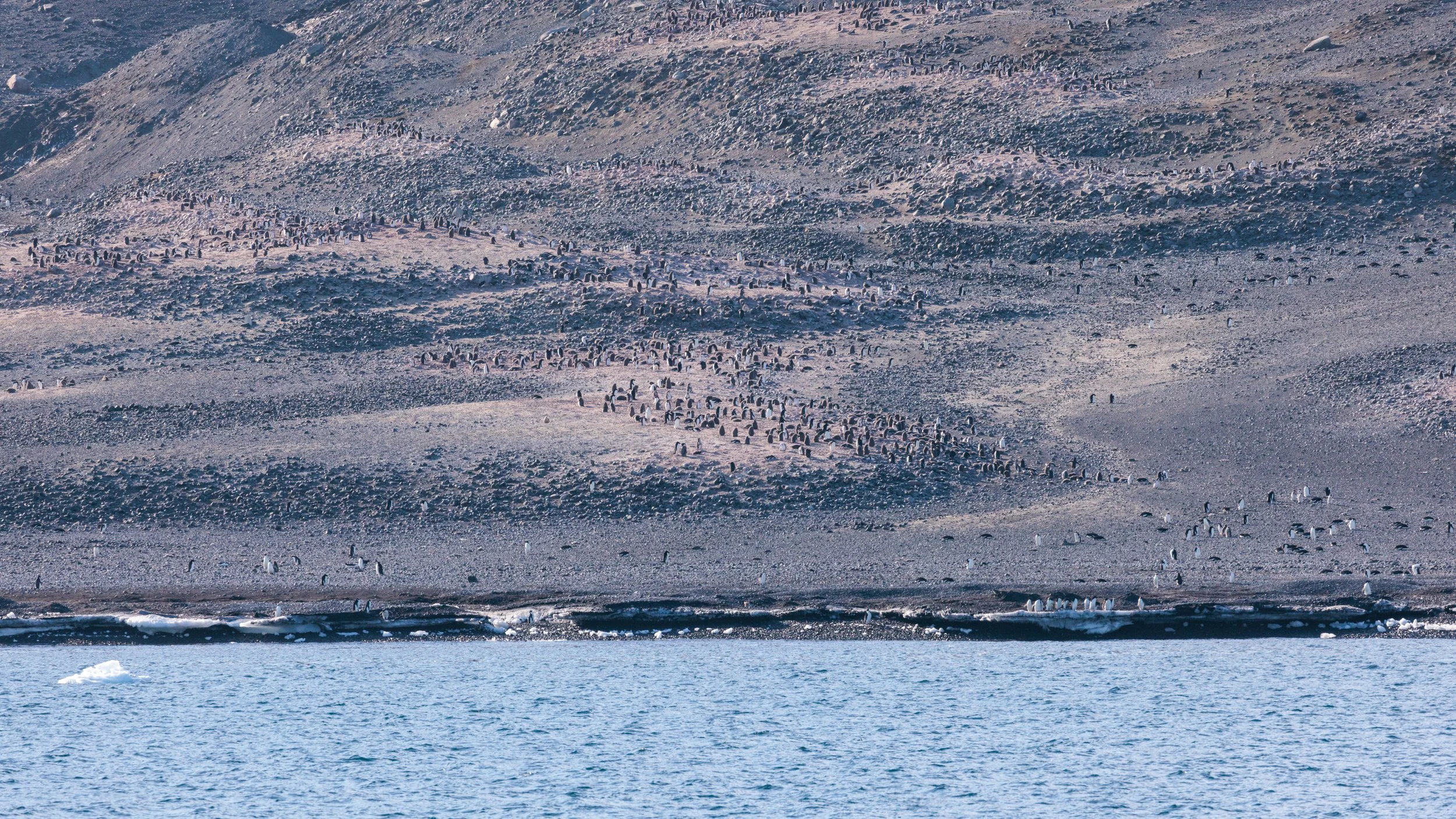 30_01022023_Penguins Around Ross Island_22.jpg