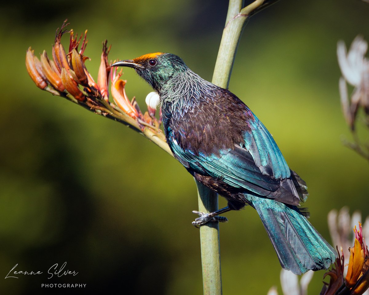 A colorful bird with iridescent blue and green feathers perched on a plant stem near a cluster of orange flowers.