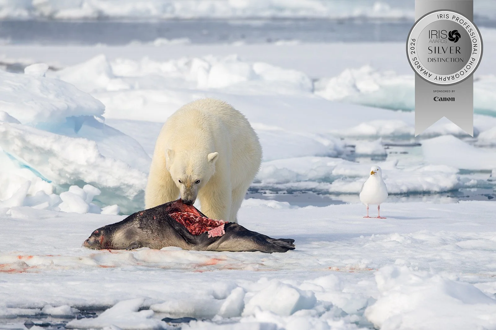 Polar Bear with Kill copy.jpg