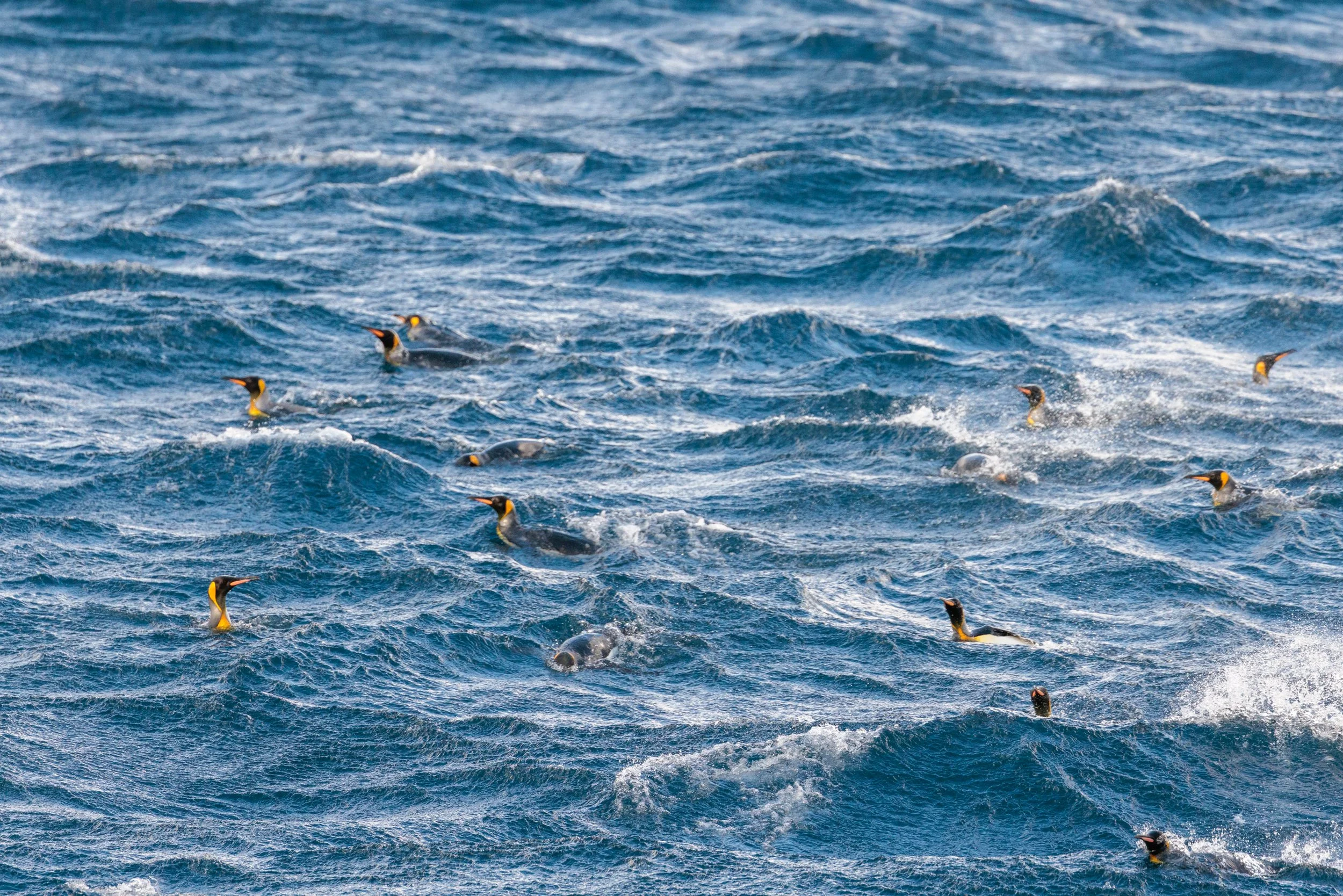77_08022023_Macquarie King Penguins_240.jpg