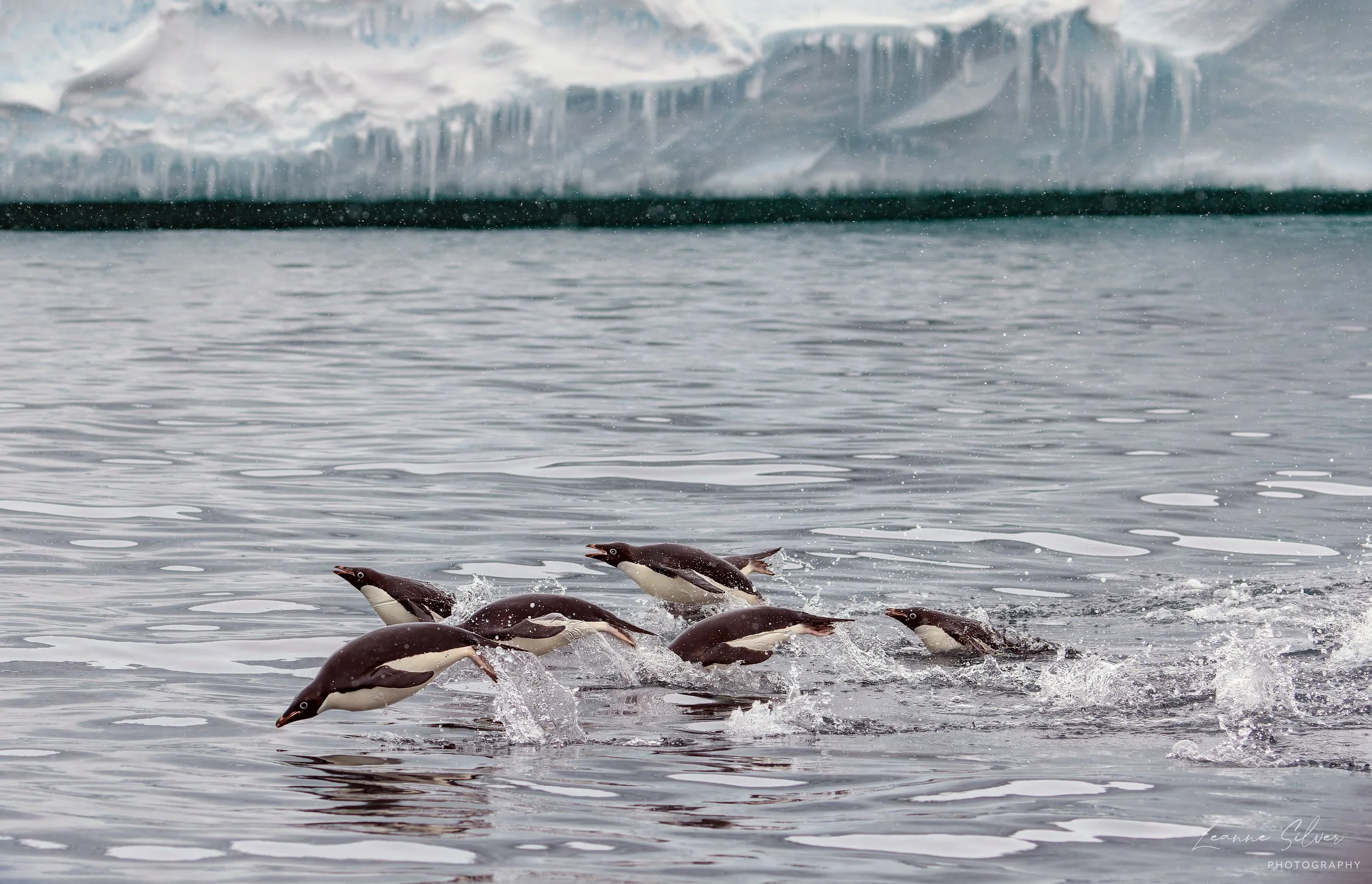 41_01022023_Ross Ice Shelf Adelies_147-CR3_DxO_DeepPRIME-Edit-2.jpg