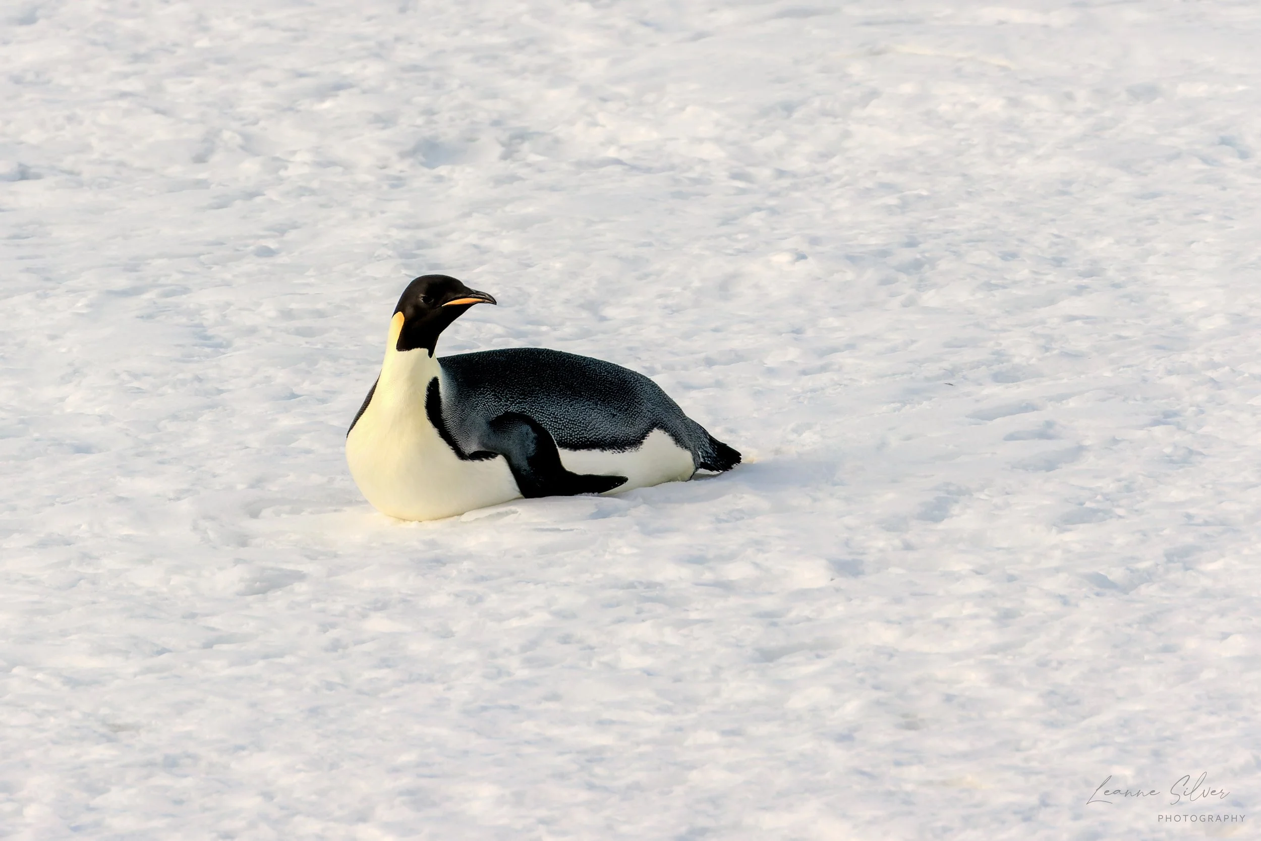 23_31012023_Antarctica Day 9_Ship_330-CR3_DxO_DeepPRIME-Edit.jpg