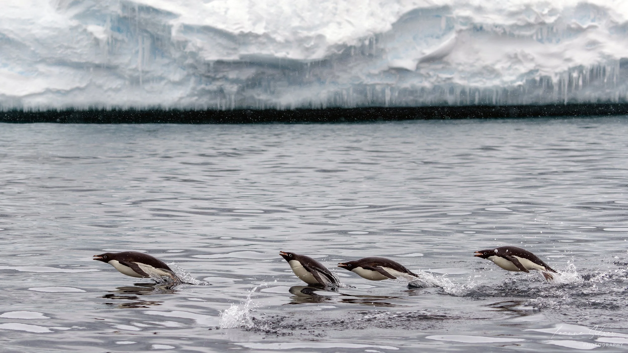 42_01022023_Ross Ice Shelf Adelies_153-CR3_DxO_DeepPRIME-Edit.jpg