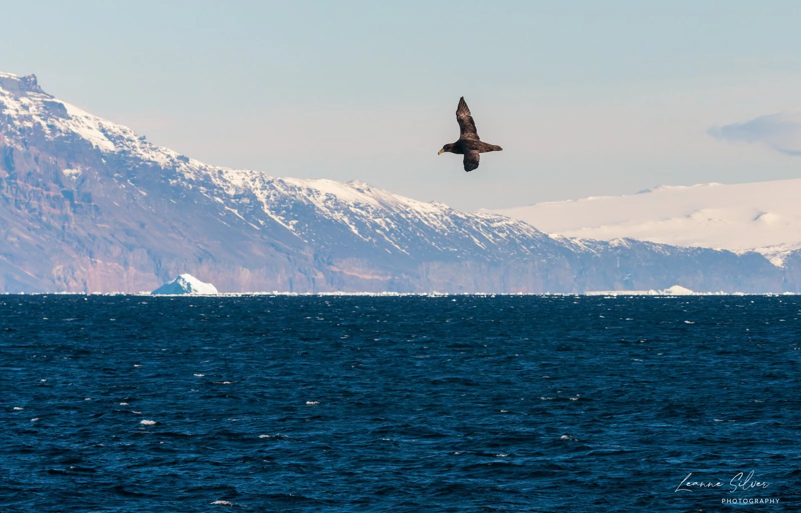 5_28012023_Antarctica Day 6_330-CR3_DxO_DeepPRIME-Edit.jpg