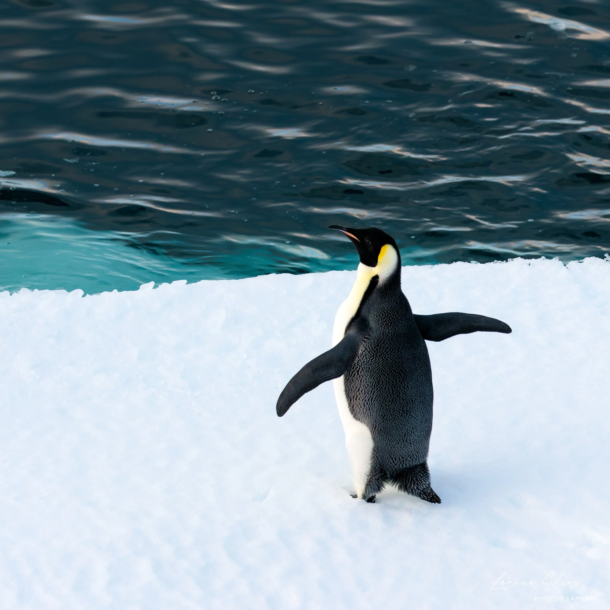 19_29012023_Antarctica Day 7_624-CR3_DxO_DeepPRIME-Edit.jpg