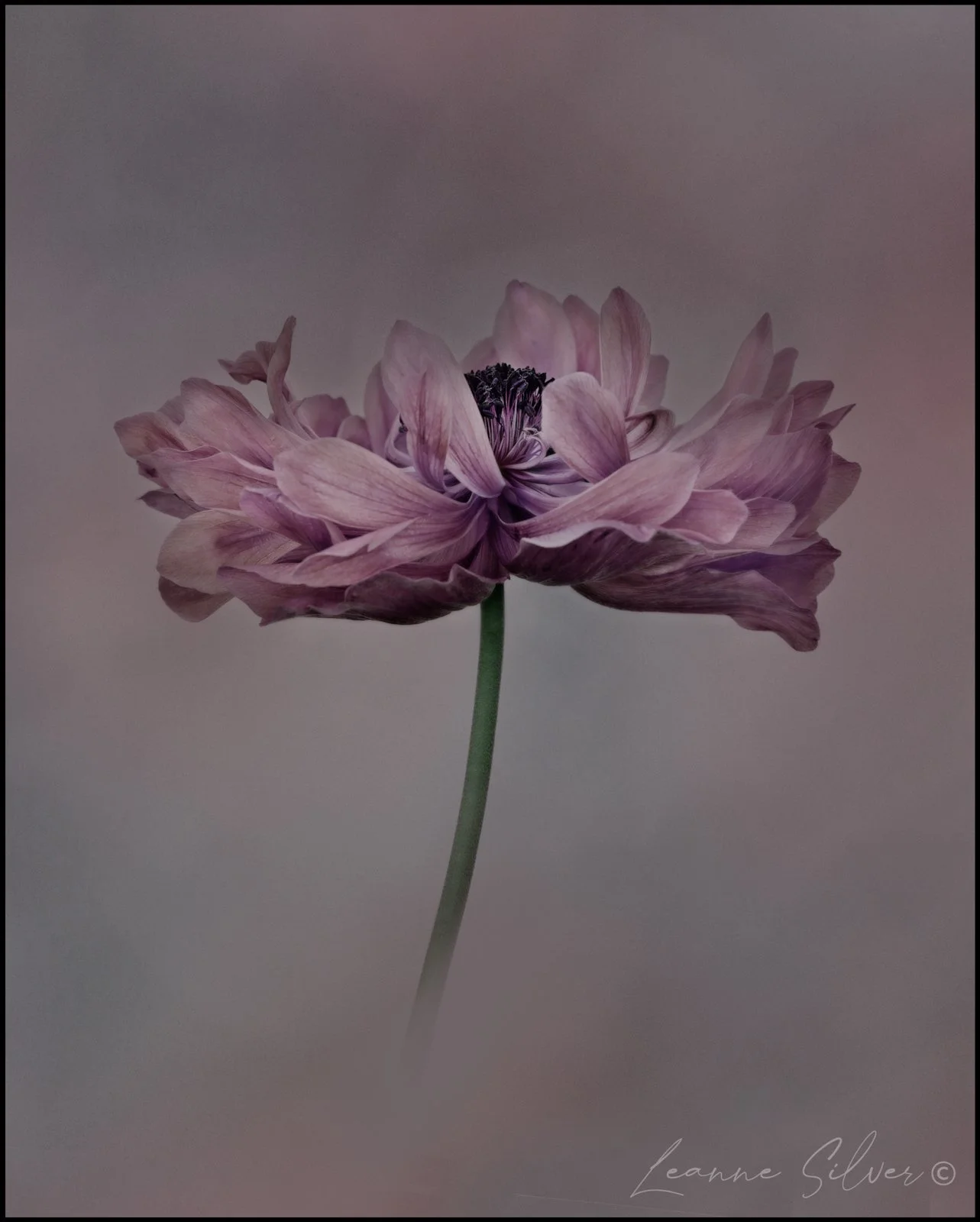 Close-up of a pink and purple flower with layered petals and a dark center, standing on a green stem against a plain background.