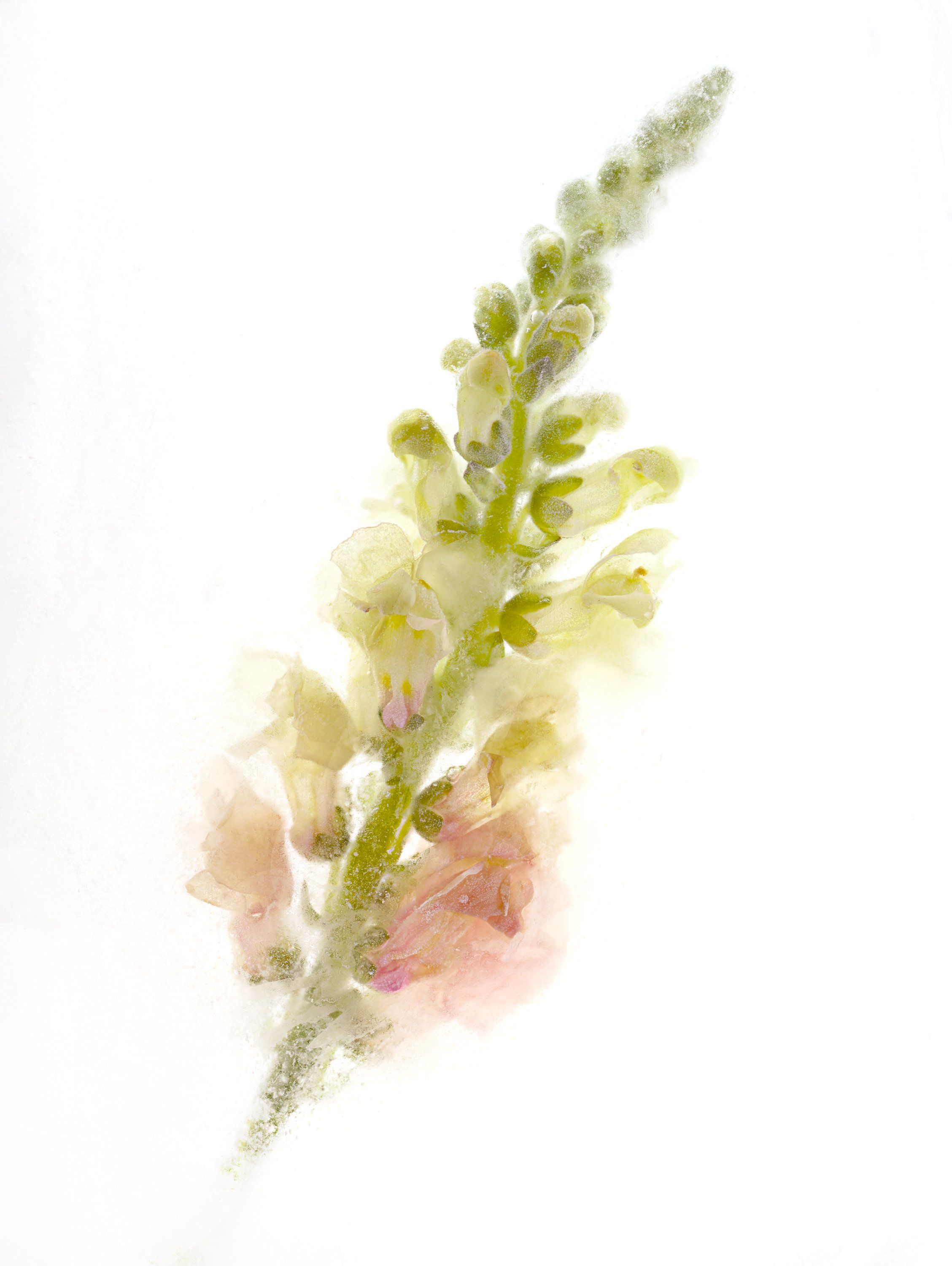A close-up of a flower stem with small green and pink buds, some of which are covered with a fine layer of frost or snow.