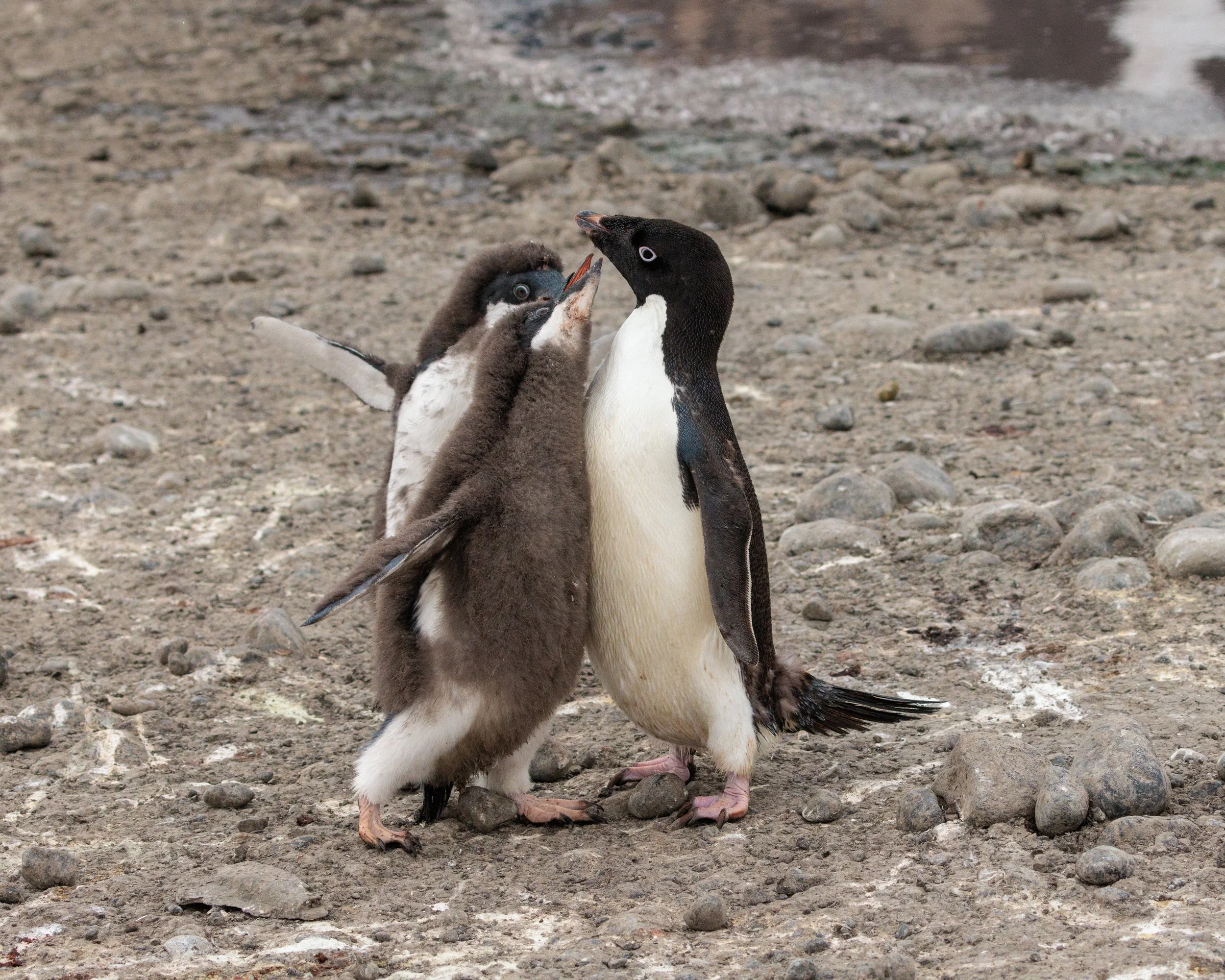 75.2_030202023_Cape Adare Penguin Colony_212.jpg