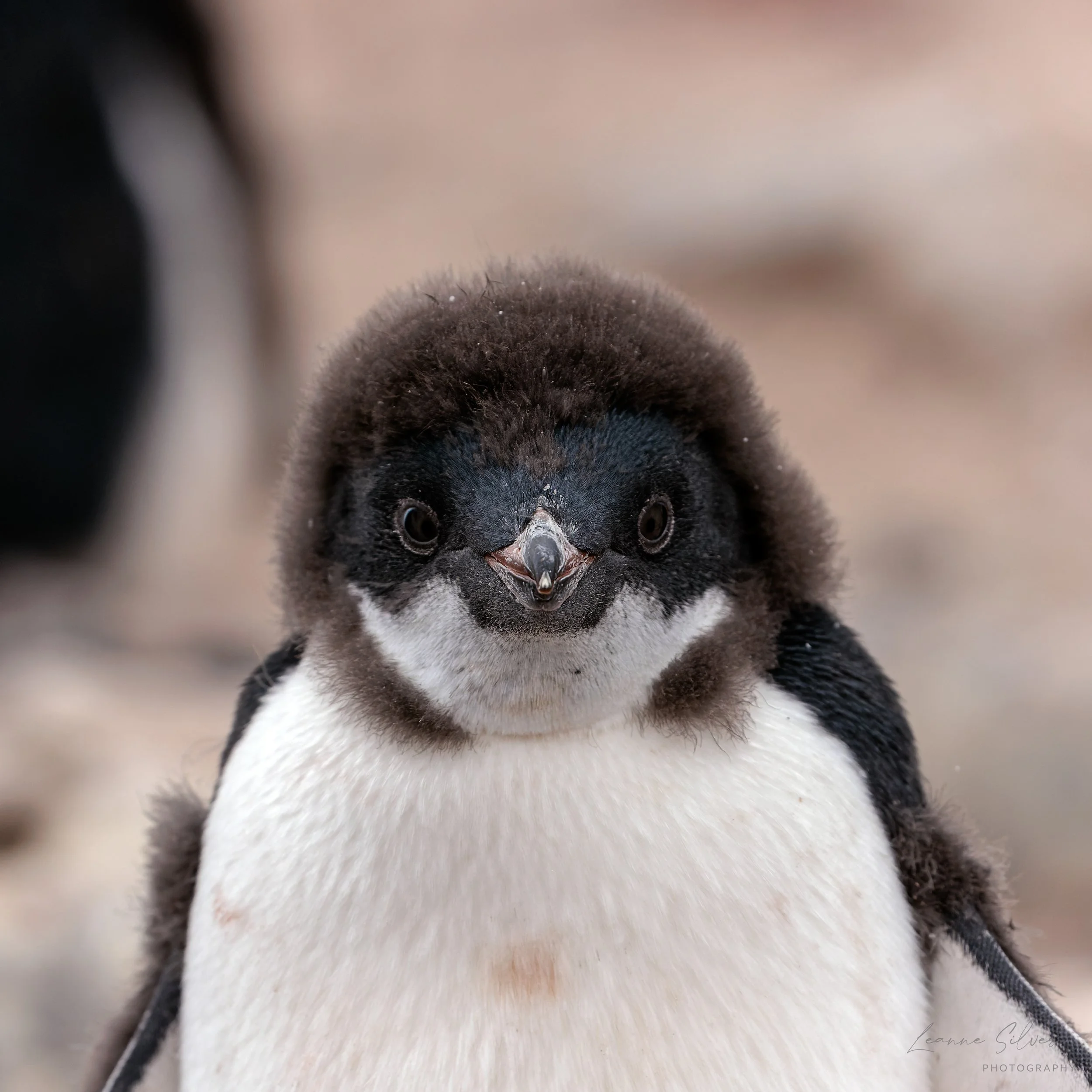 72_030202023_Cape Adare Penguin Colony_138-CR3_DxO_DeepPRIME-Edit.jpg