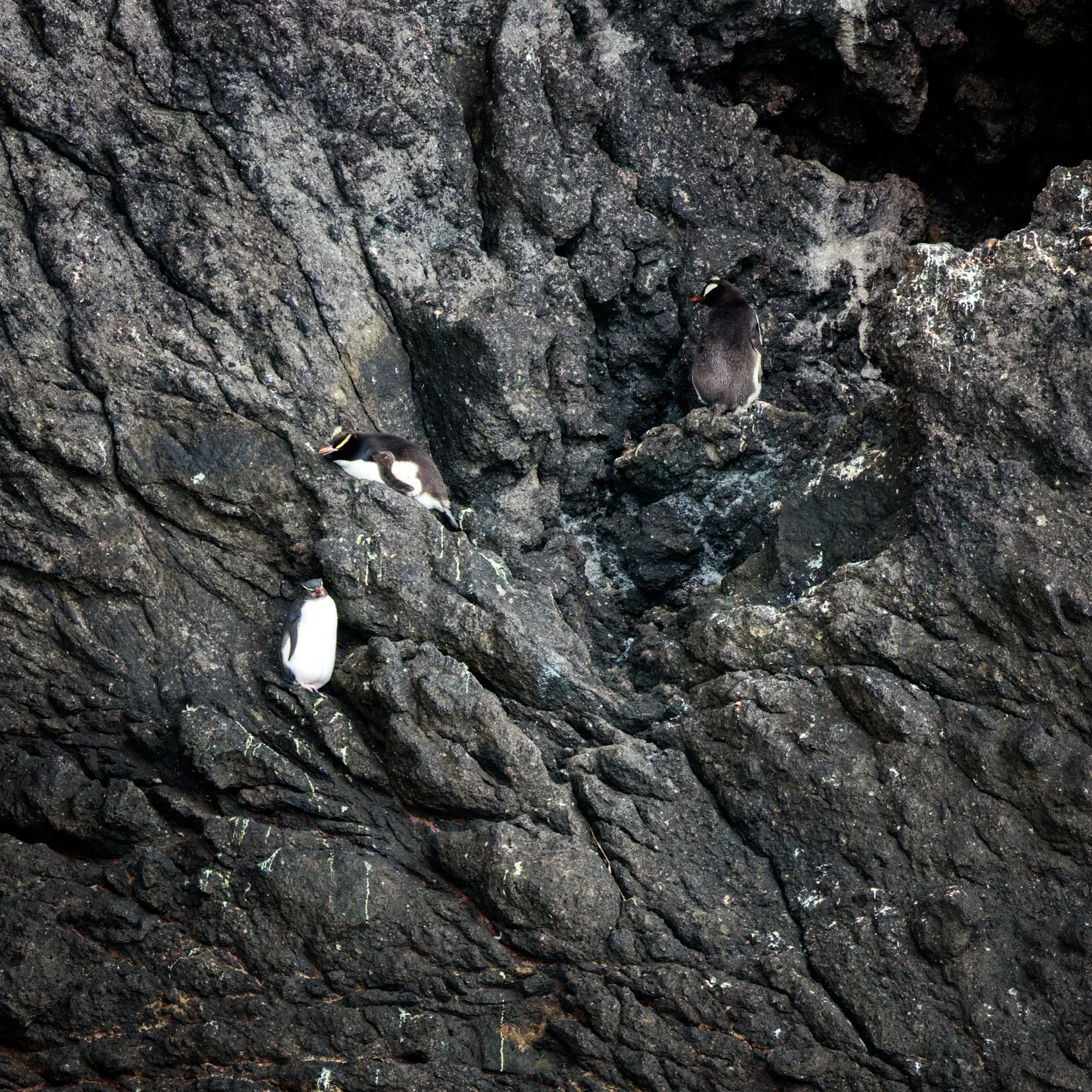 1.324012023_Antarctica Day 286-CR3_DxO_DeepPRIME-Edit-Edit.jpg