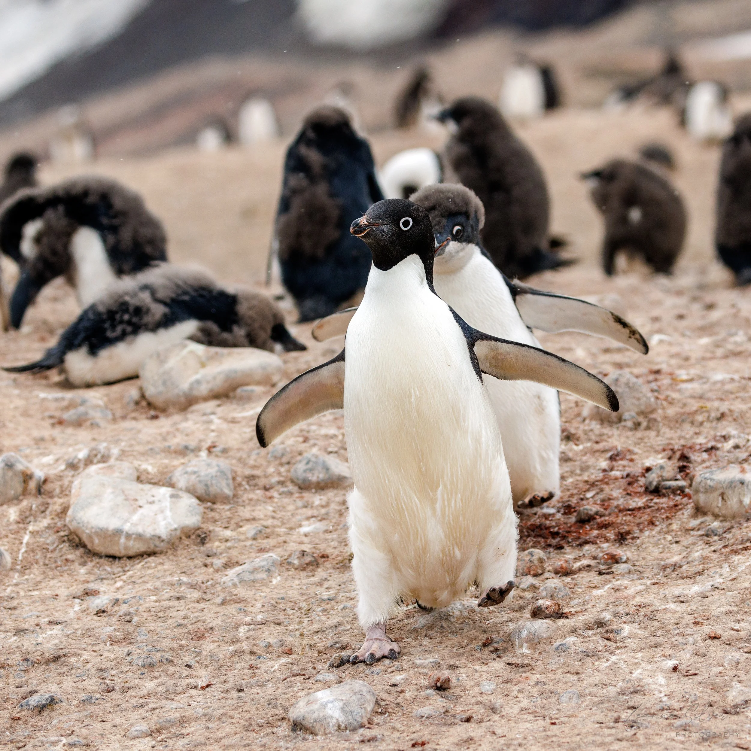71_030202023_Cape Adare Penguin Colony_118-Edit.jpg