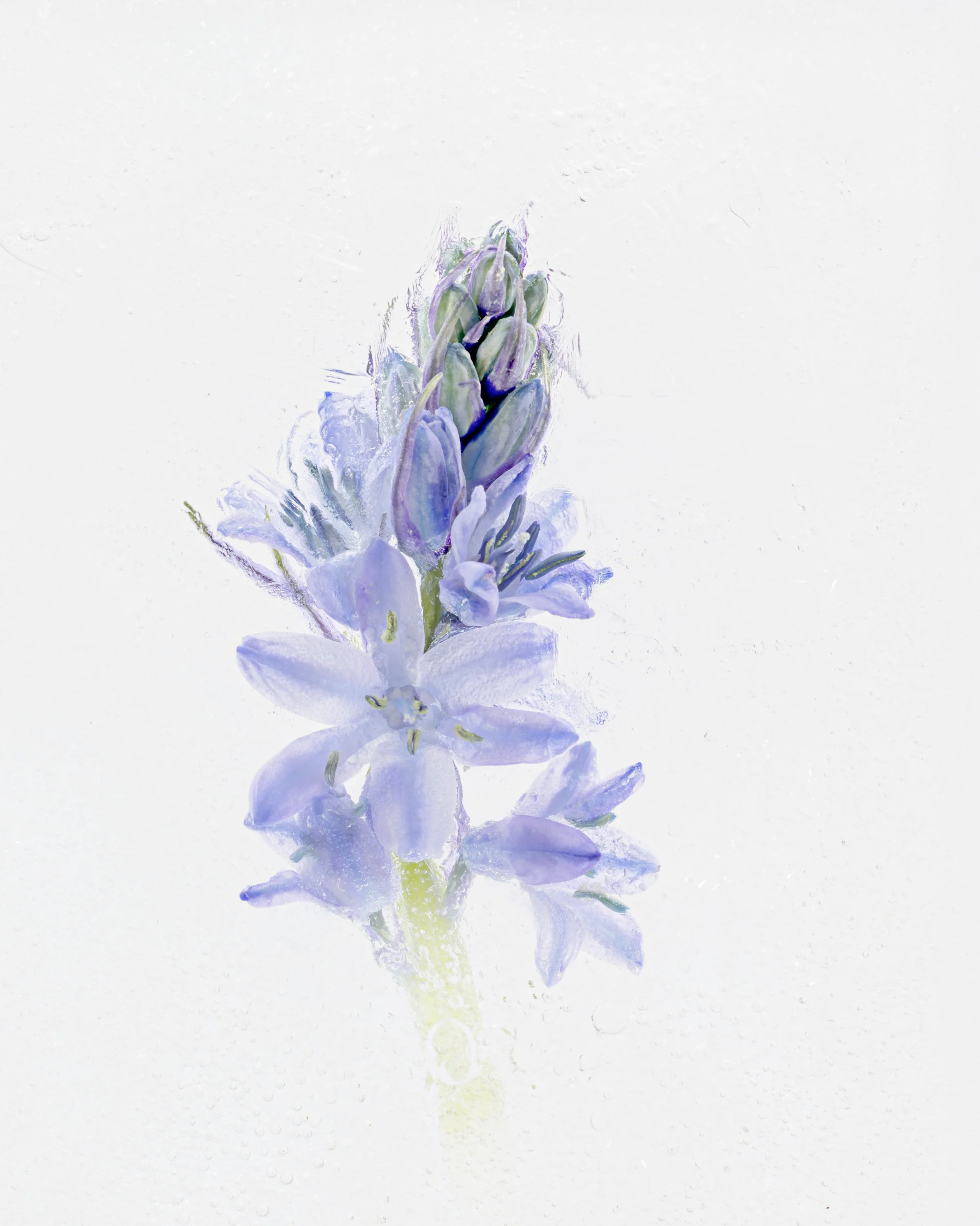 A watercolor painting of a purple flower with green and yellow accents, reflected on a white background.