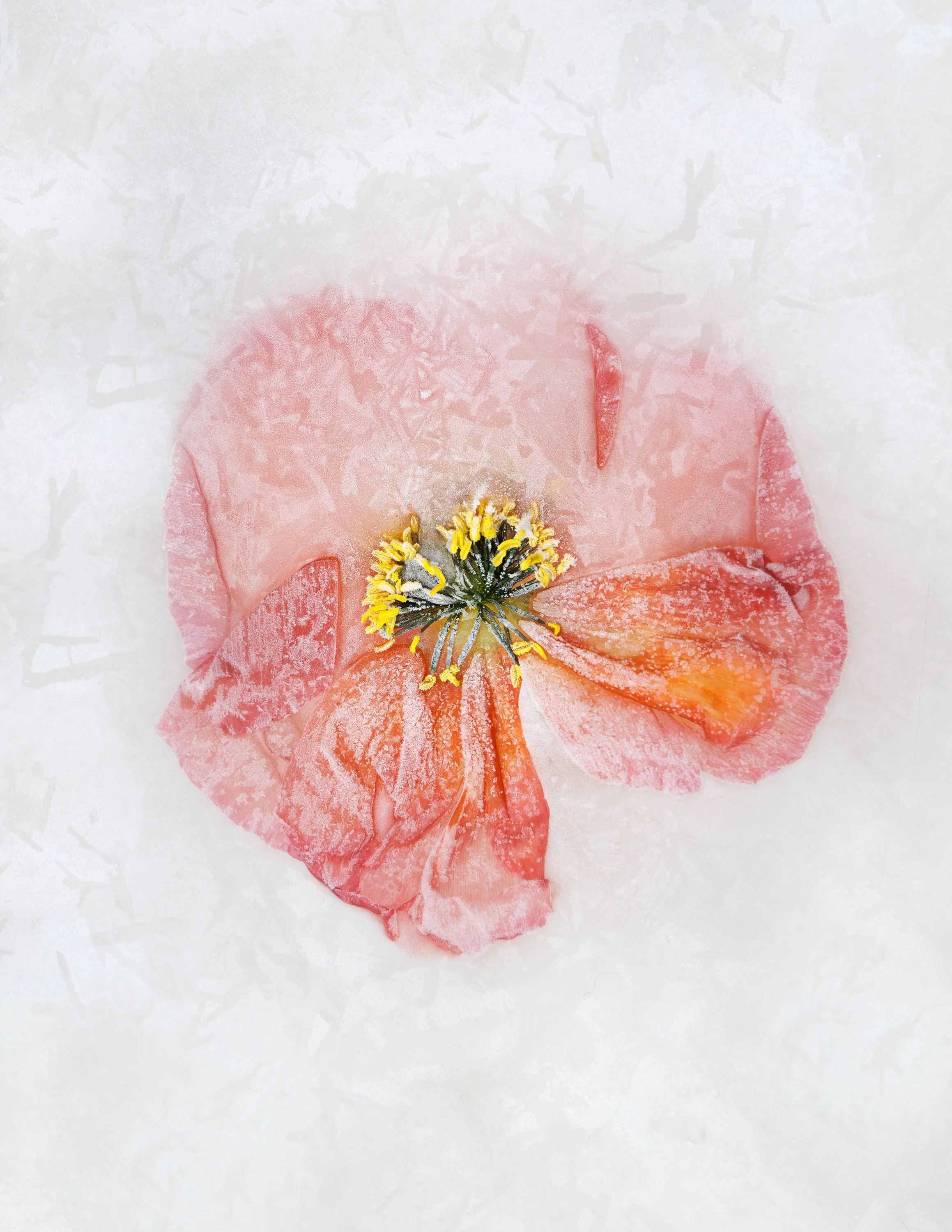 Close-up of a pink poppy flower with yellow and black center, frost or snow on petals, on white textured background.