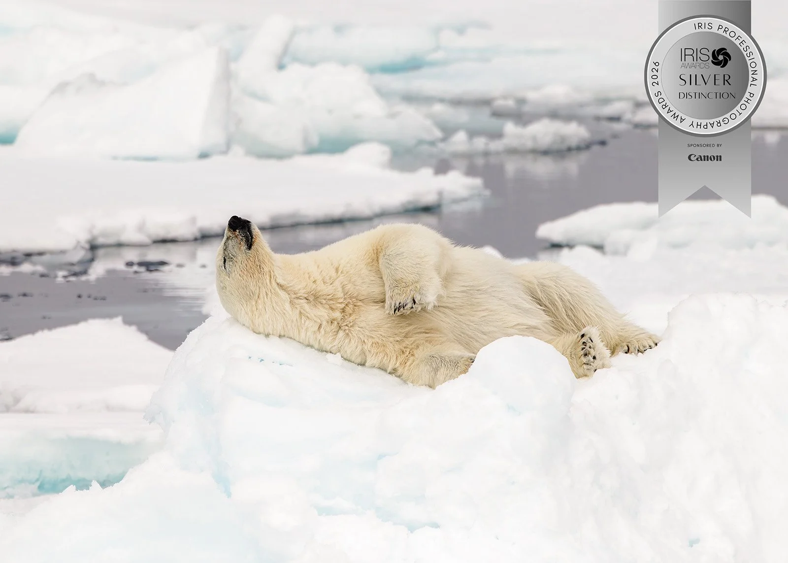 Resting Polar Bear.jpg