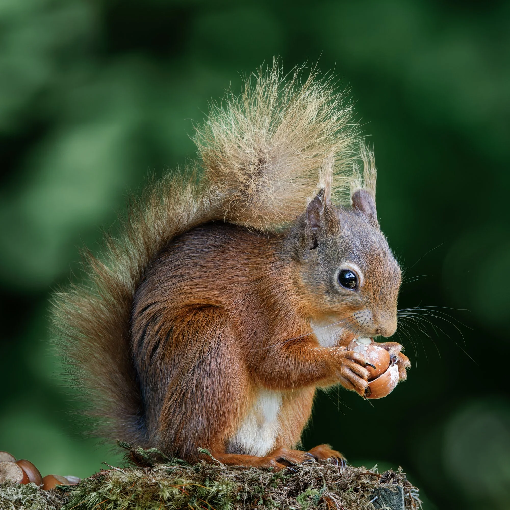 Close-up of a squirrel holding a nut with a green background.