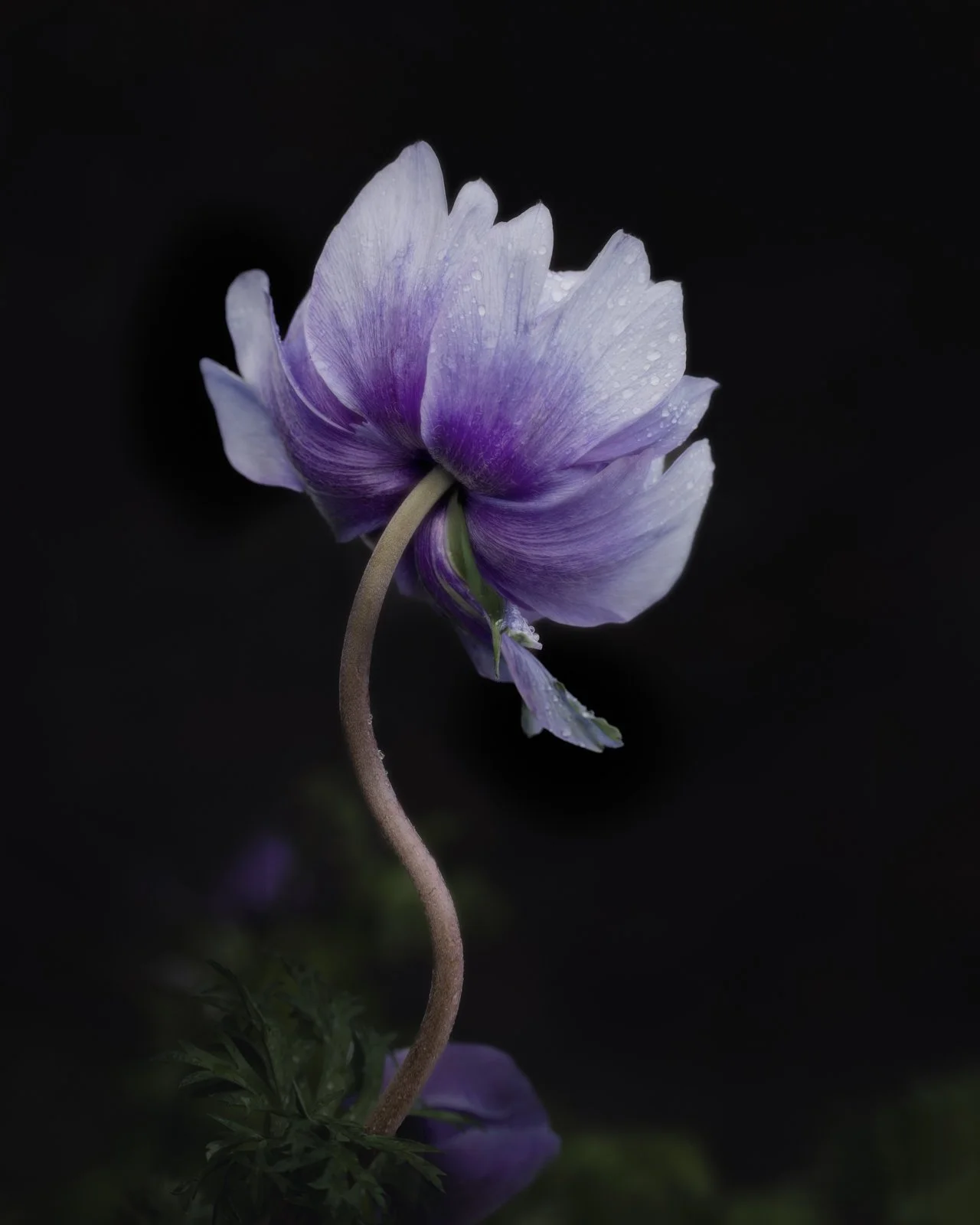 Close-up of a purple flower with delicate petals and water droplets, set against a dark background.