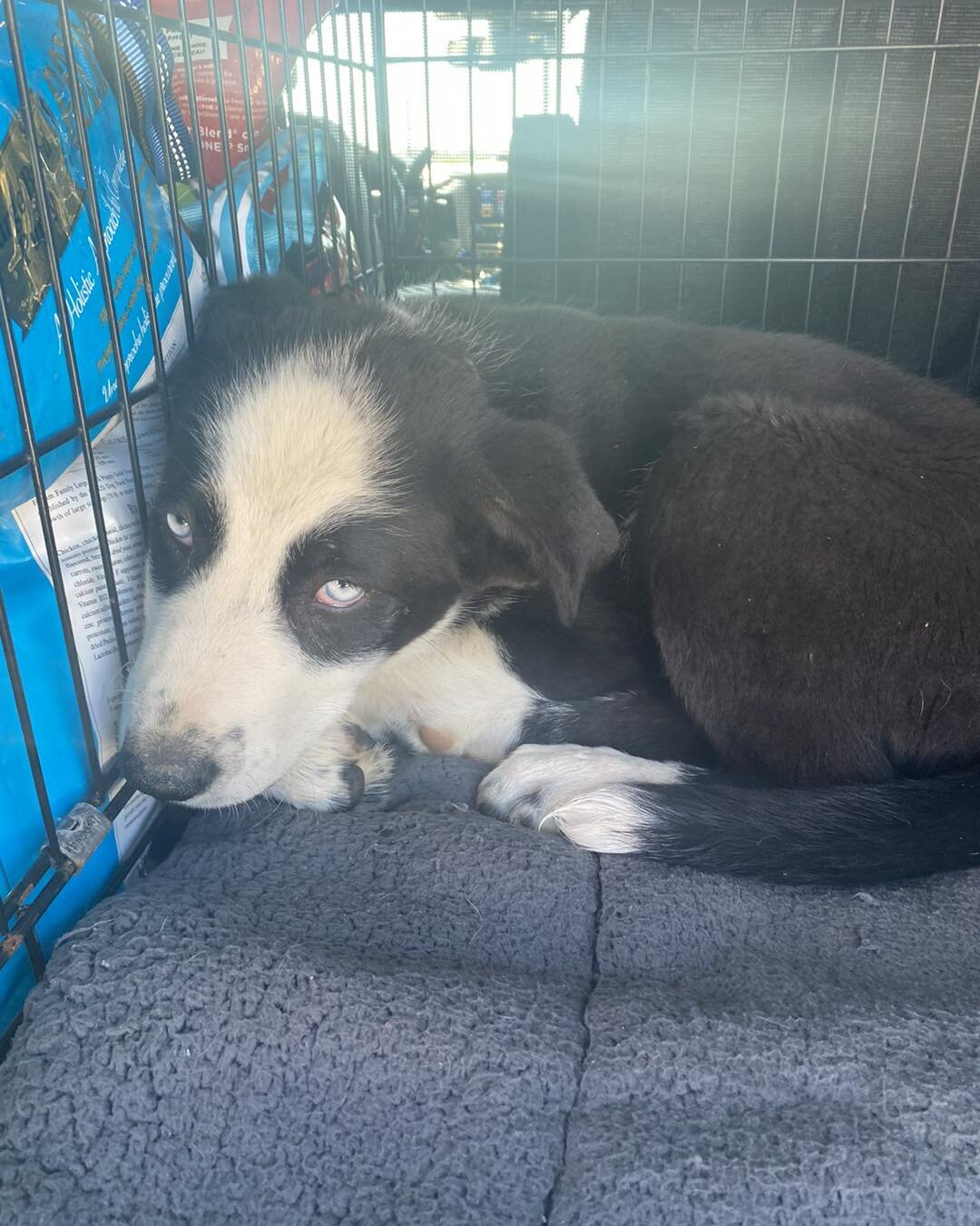 DONATIONS NEEDED
Yesterday we rescued a sweet puppy and shortly after discovered he has parvo - we caught it early, but without treatment he will die. We need your help! Saving him will cost us $4000-$6000 

Help us save Jake ❤️ any amount you can gi
