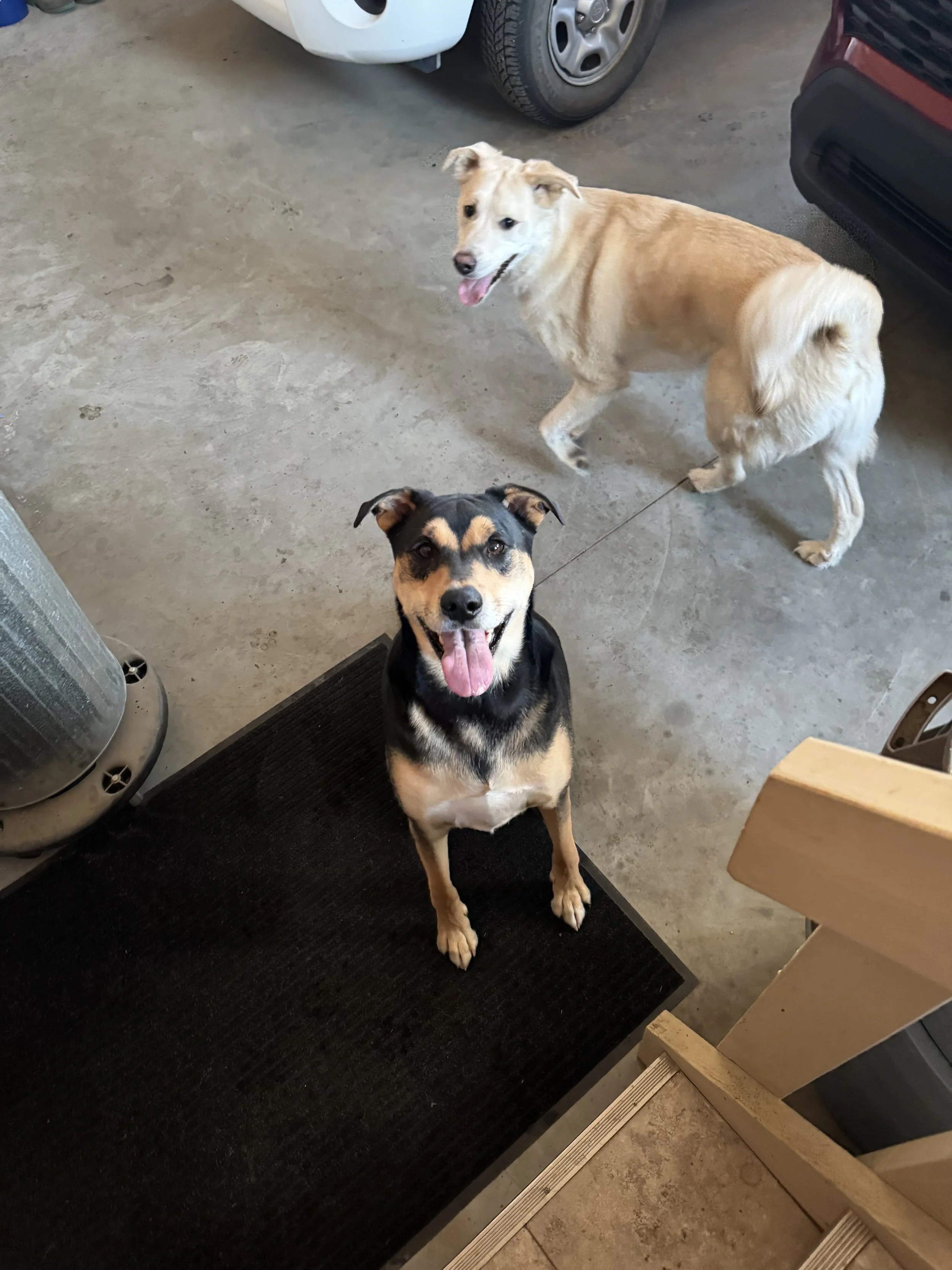 Koda &amp; Bowser