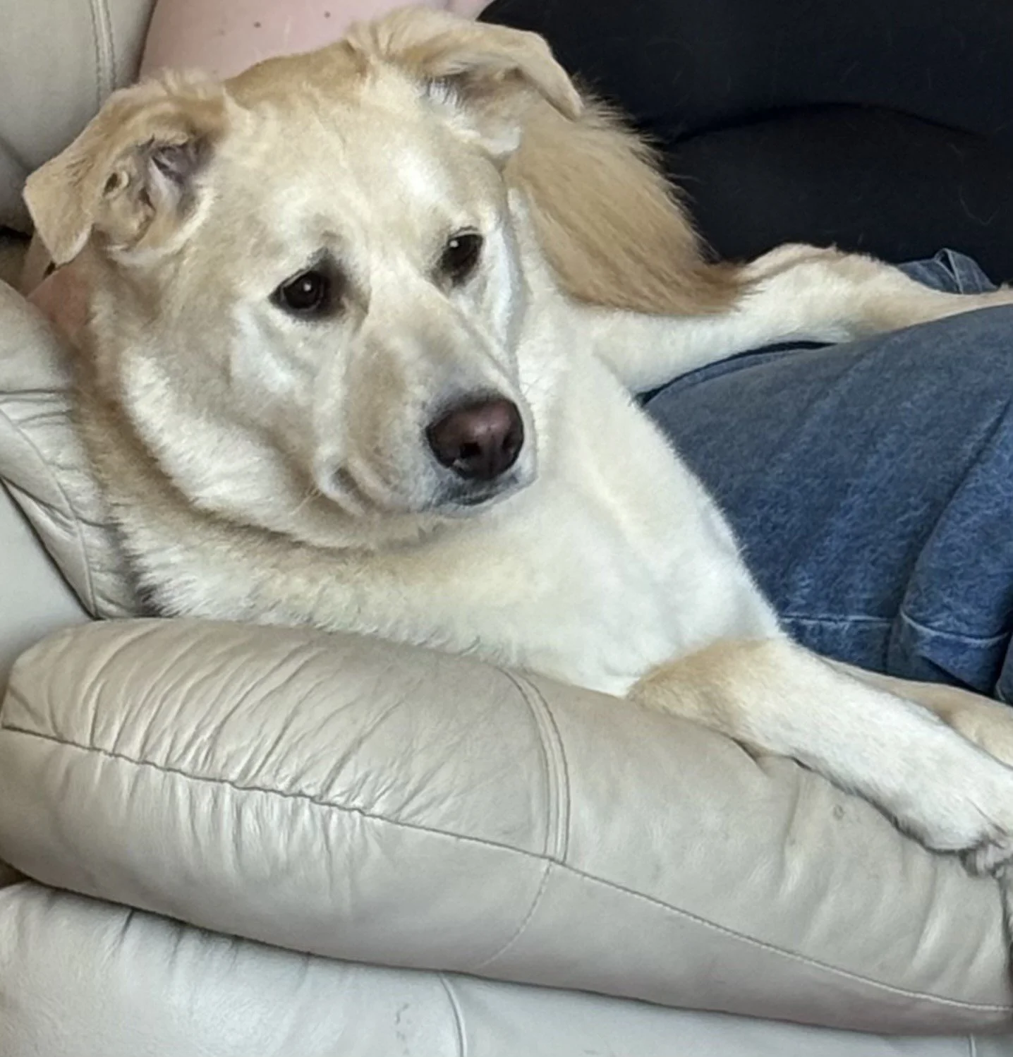 Koda.jpeg