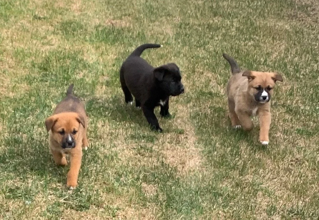 Puppies Group 2.jpeg
