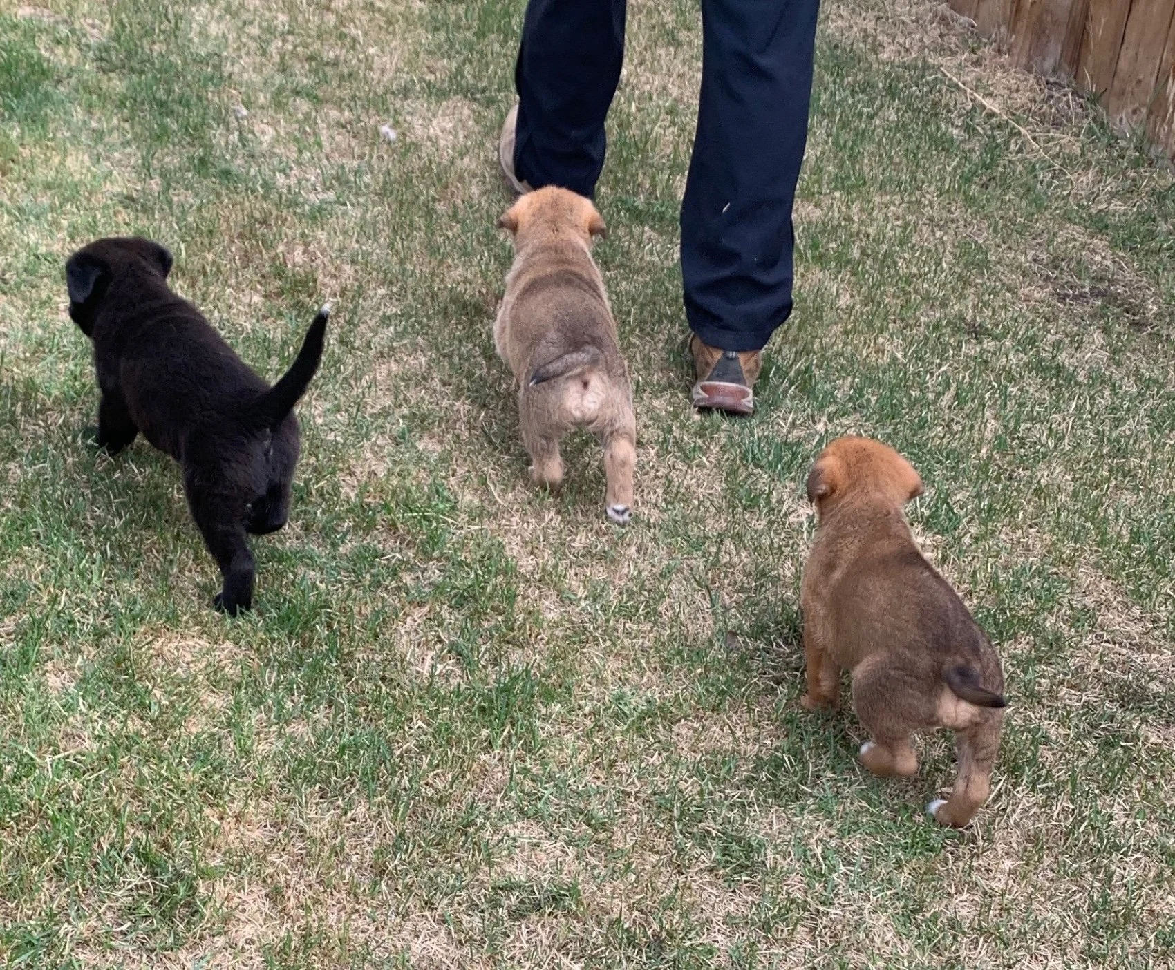 Puppies Group1.jpeg