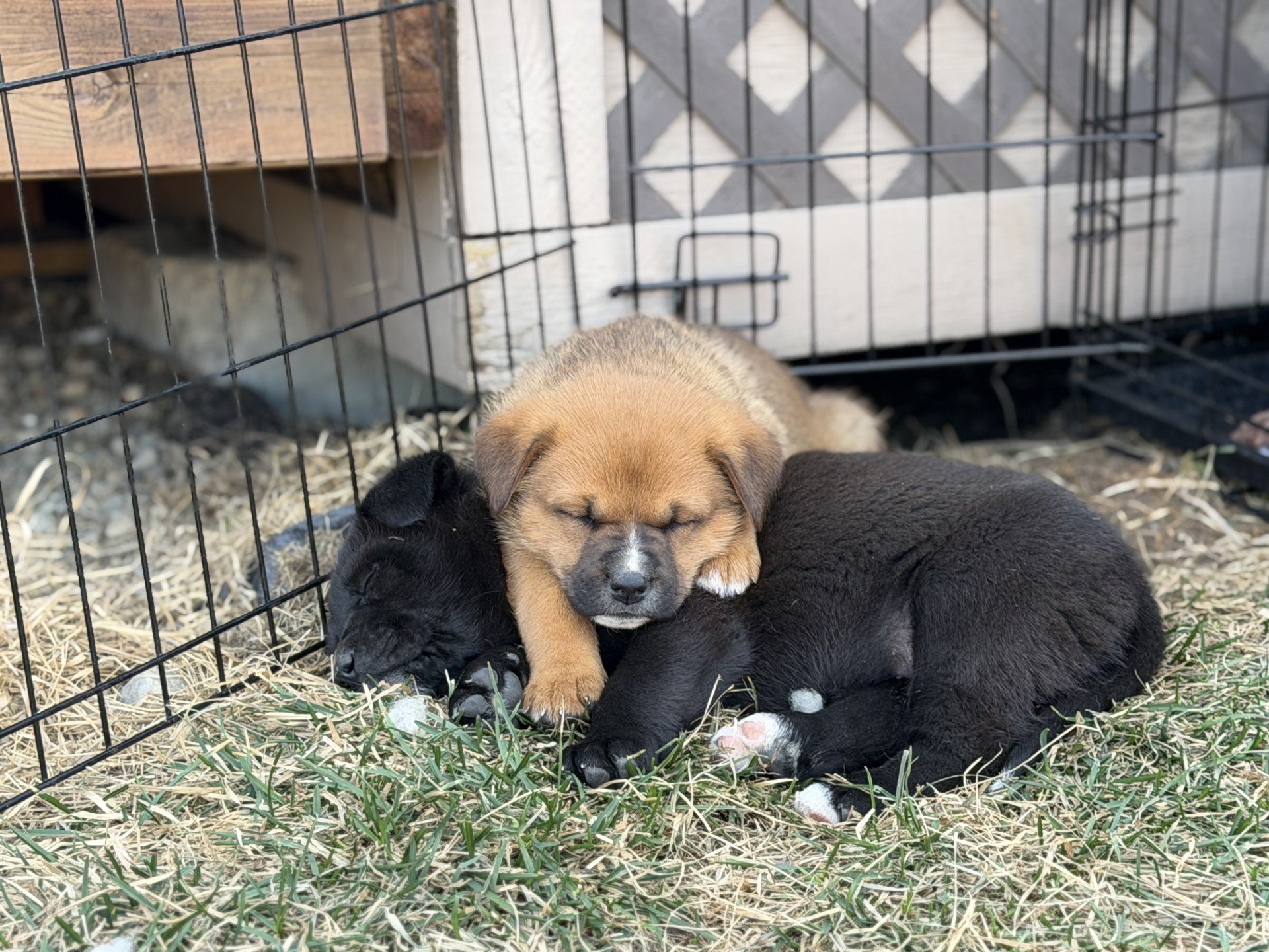 Puppies Group 3.jpeg