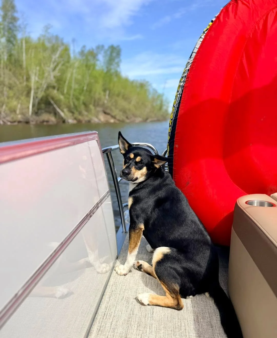 Adoptable Peaches! 🩷

Now that Peaches babies have went into their own homes she is THRIVING with her foster family - she absolutely loves spending time with the kids and her fur sibling Leia 🐶 She is spending her summer days at the lake and catchi