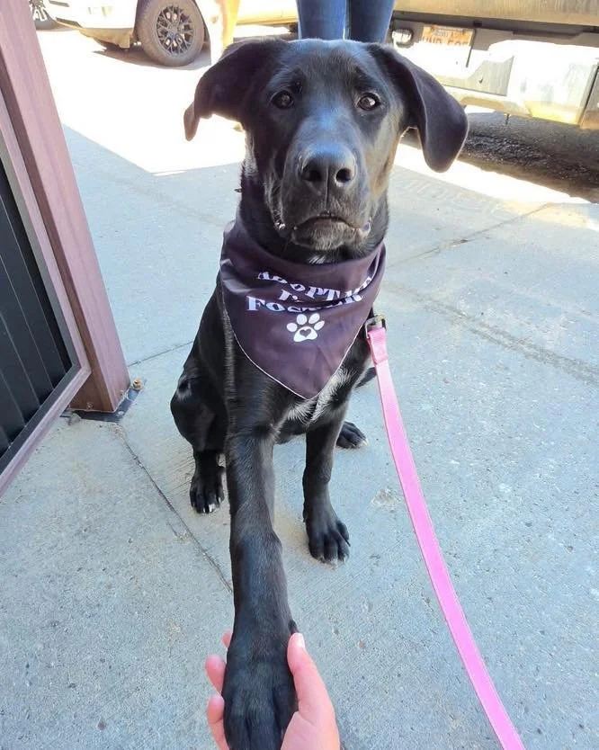 Adoptable Kiwi 🐾

Kiwi was born in our care and, somehow, this sweet girl is still waiting for a forever home to call her own. 💔

Kiwi is a beautiful Lab/Shepherd mix born on January 20, 2026, and she is searching for a family to call her own. As a