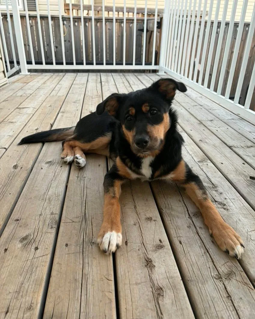 Adoptable Hope 💗

Hope was born in care to momma Holly and through no fault of her own is looking for a new forever home. Hope is a sweet, affectionate girl who&rsquo;s ready to find her forever family! She&rsquo;s house and kennel trained, rings a 
