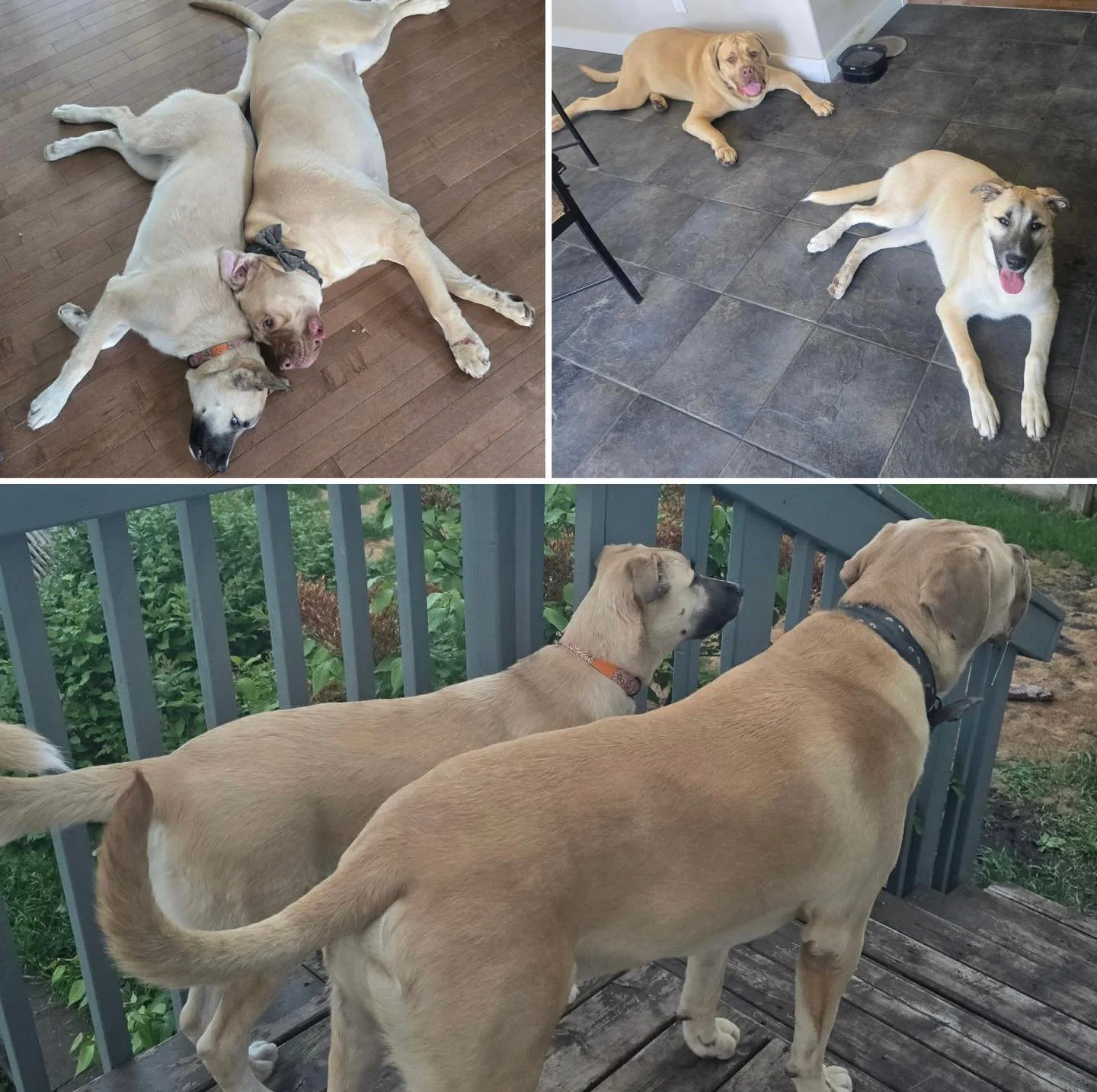 🐾 Happy Tails for Nutmeg! 🐾

We are thrilled to share that Nutmeg has officially found her forever home! ❤️

This sweet girl has been adopted by her new dad, and is settling into her new life with her big brother, Mack. From the looks of it, the tw
