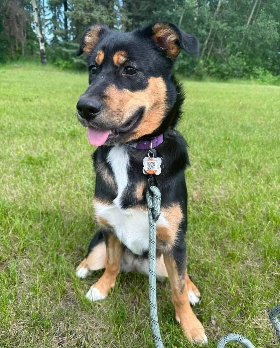 Adoptable Hope 💗

Hope was born in care to momma Holly and through no fault of her own is looking for a new forever home. Hope is a sweet, affectionate girl who&rsquo;s ready to find her forever family! She&rsquo;s house and kennel trained, rings a 
