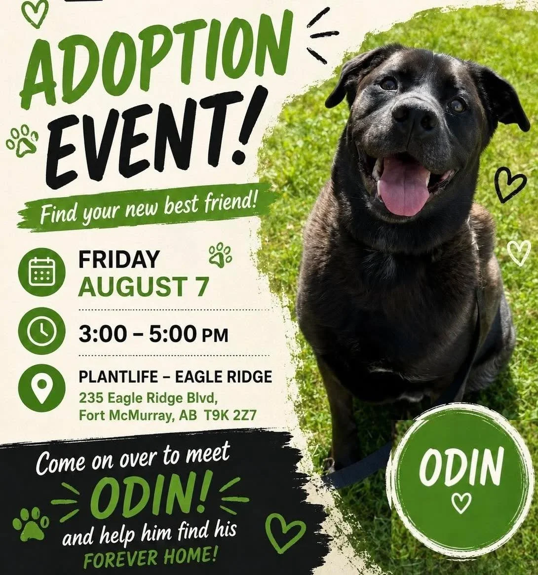 🐾 Come Meet Odin TOMORROW! 🐾

📆 August 7
⏰3:00&ndash;5:00 PM 
📍Plantlife &ndash; Eagle Ridge!

About Odin: 
🎾 Loves toys, Kongs, and a good game of fetch
🦴 Highly food motivated and eager to learn
🚶 Enjoys going for walks and exploring the out