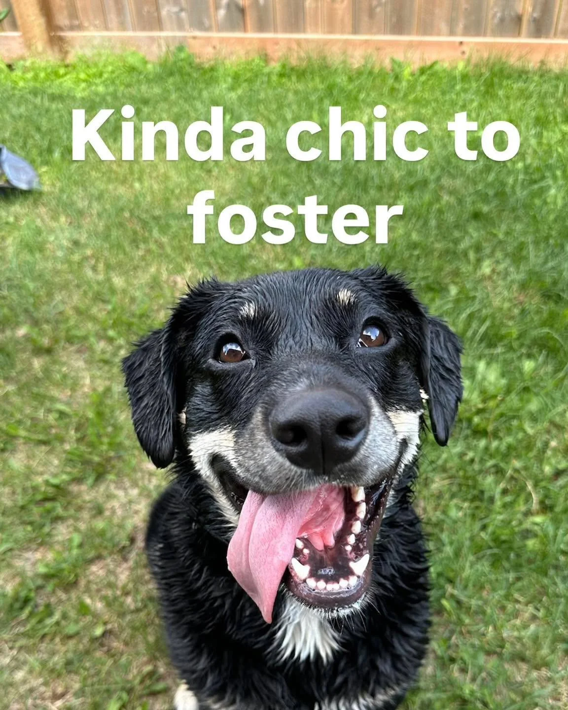 Definitely chic, rescue edition 🐾✨