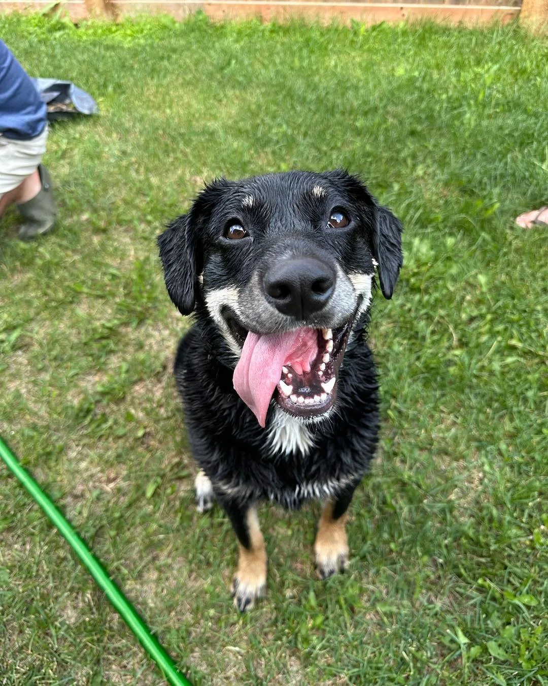 Adoptable Jackie 🩷 🐾

This happy girl is full of personality and always ready for her next adventure. She absolutely loves her toys, is very food motivated (which makes training a breeze!), and enjoys getting out for walks. She&rsquo;s also been jo