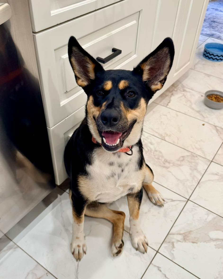 210 days ago, Peaches came into our care pregnant, and just days later, welcomed her babies into the world. Her puppies have all found their forever homes, and now it&rsquo;s finally Peaches&rsquo; turn. 💔

Peaches has been spending her summer livin