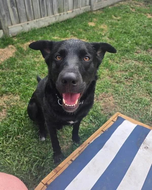 Adoptable Boogs 💙

Boogs is a handsome boy who&rsquo;s making wonderful progress in foster care and is looking for a patient family to help him continue building his confidence.

He&rsquo;s currently working on his leash manners and learning that ne