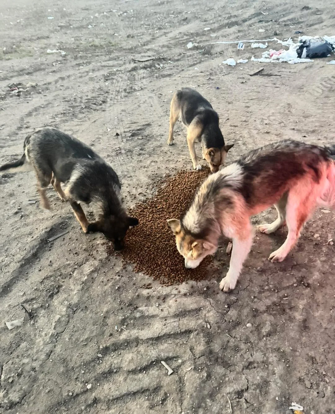 Fosters needed - now more than ever. 

We need your help. Recently, we&rsquo;ve had to turn away animals in need simply because we didn&rsquo;t have a foster home available. And that is one of the hardest things for a rescue to say. 

WBARC doesn&rsq